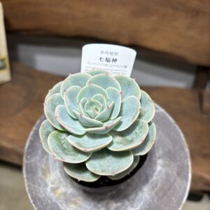 エケベリア 七福神 | Plants Shop Big Smile 通販