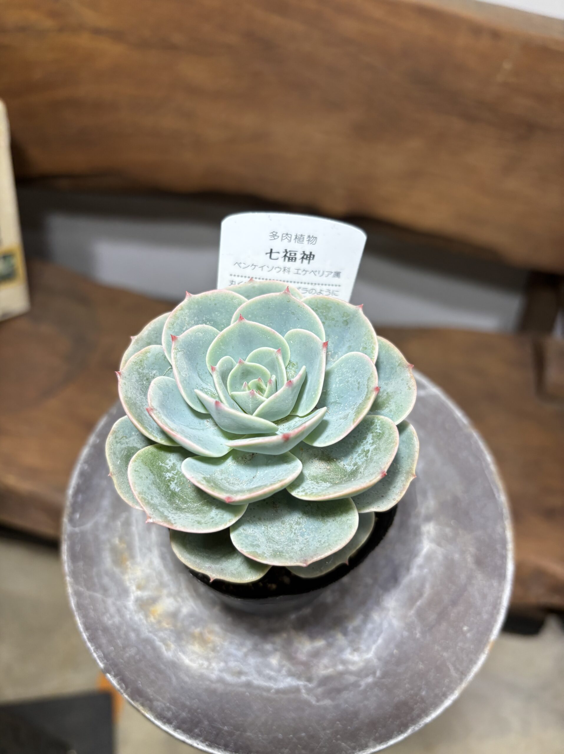 エケベリア 七福神