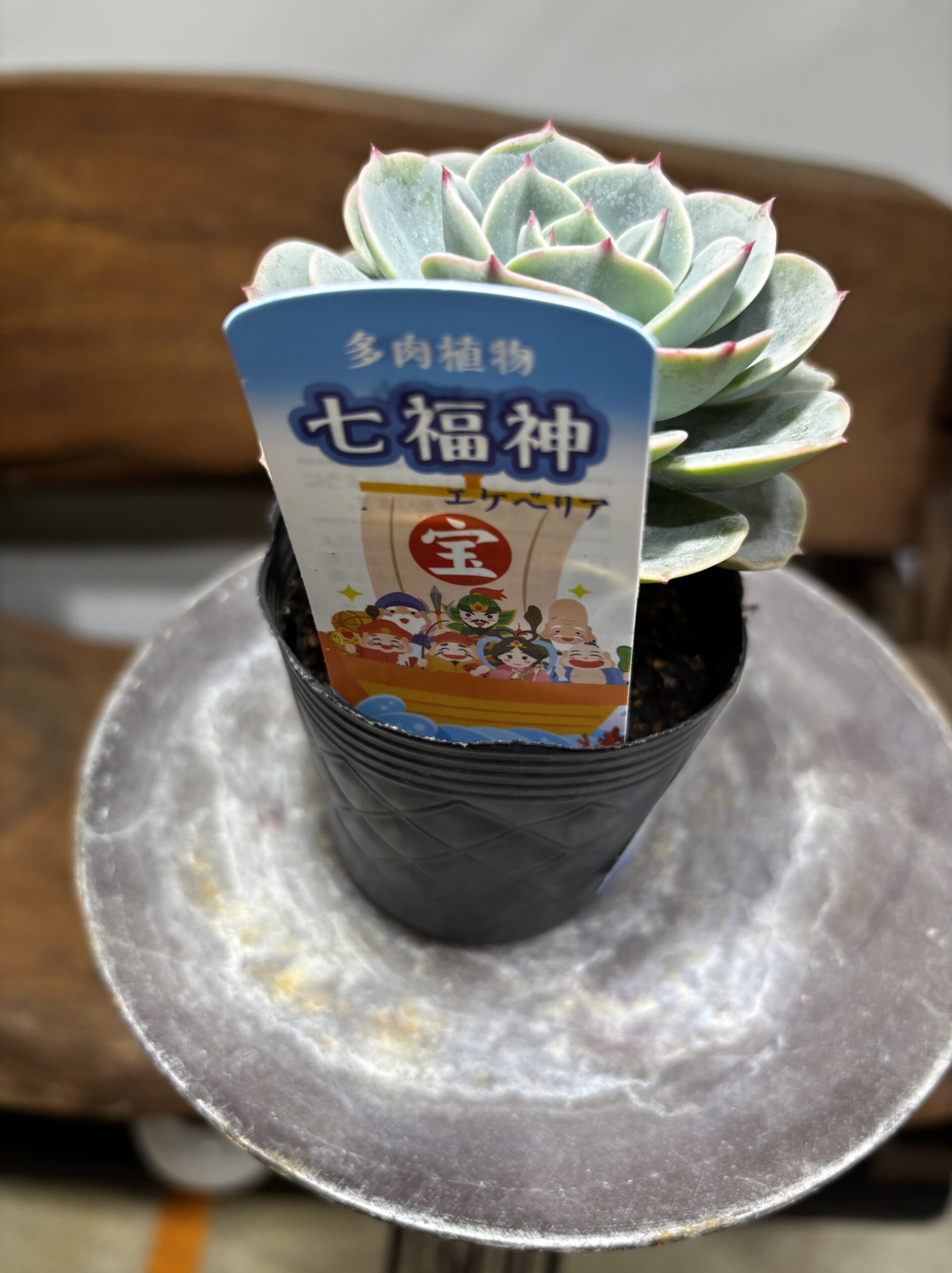 エケベリア 七福神 - 画像 (6)