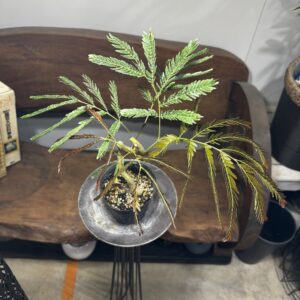 エバーフレッシュ 曲がり 3号/7号/10号 | Plants Shop Big Smile 通販
