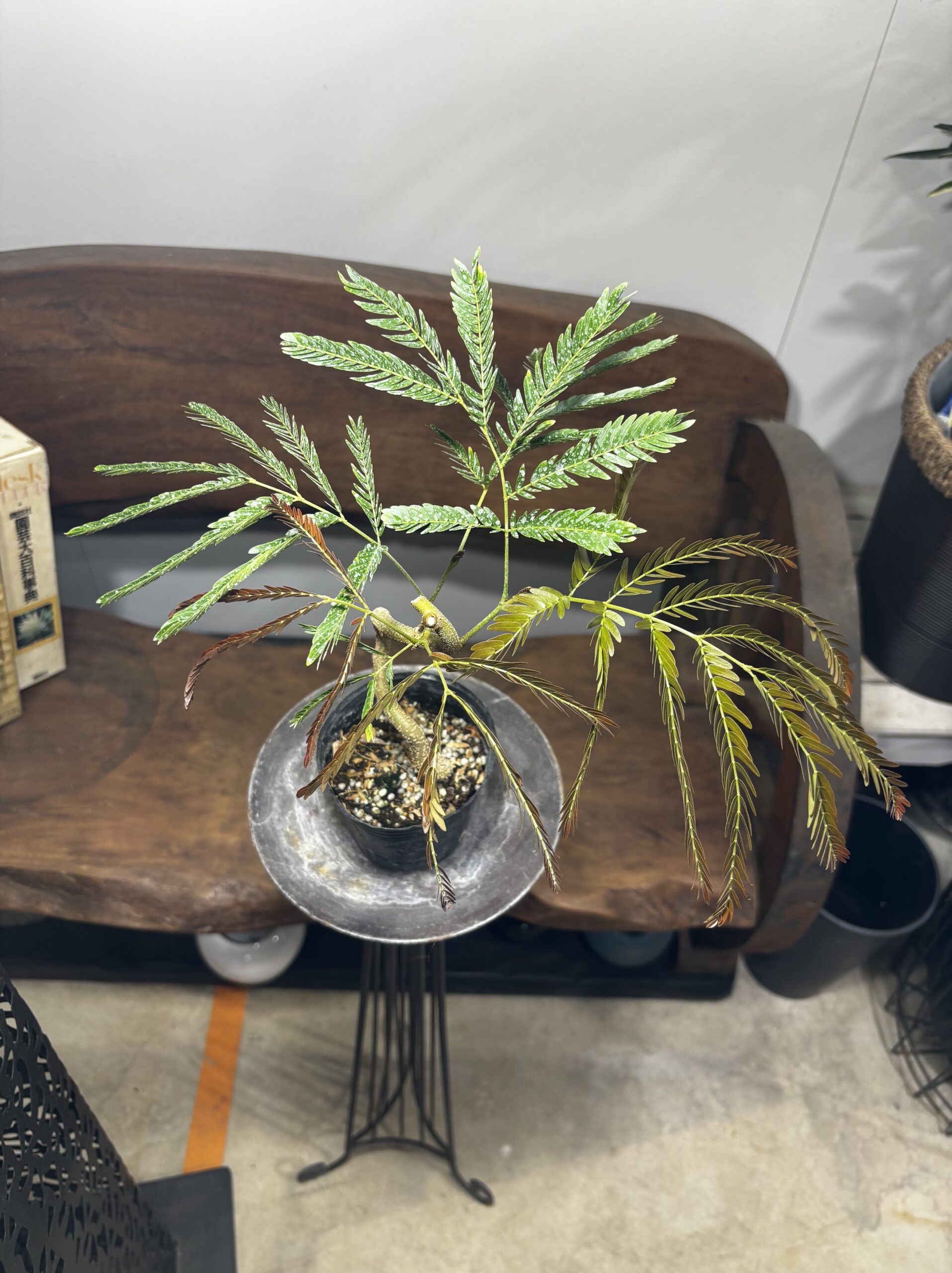 エバーフレッシュ　曲がり - 画像 (2)