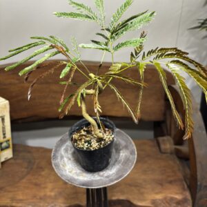 エバーフレッシュ 曲がり 3号/7号/10号 | Plants Shop Big Smile 通販