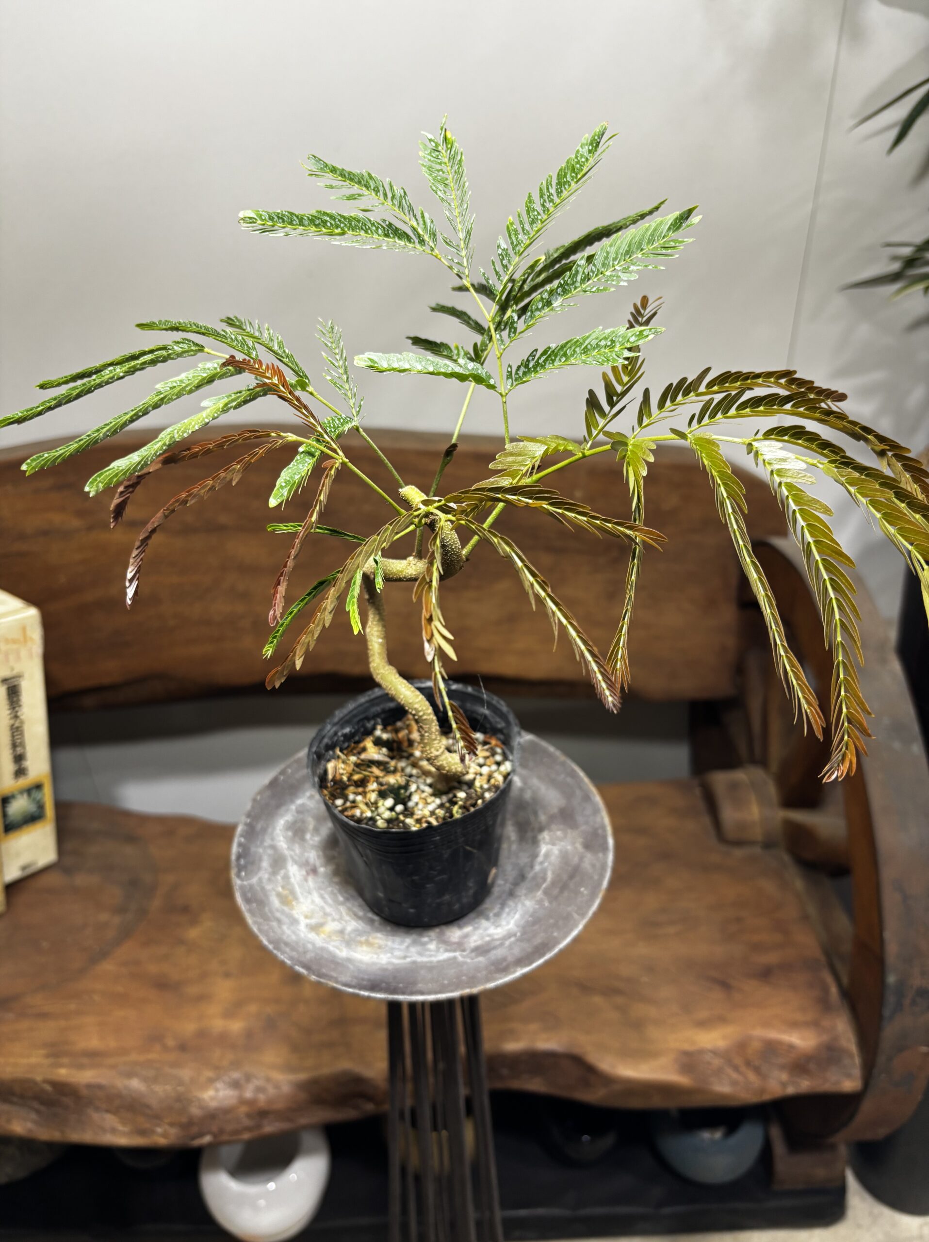 エバーフレッシュ　曲がり - 画像 (3)