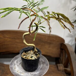 エバーフレッシュ 曲がり 3号/7号/10号 | Plants Shop Big Smile 通販