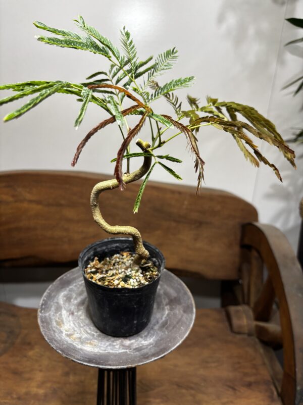 エバーフレッシュ 曲がり | Plants Shop Big Smile 通販