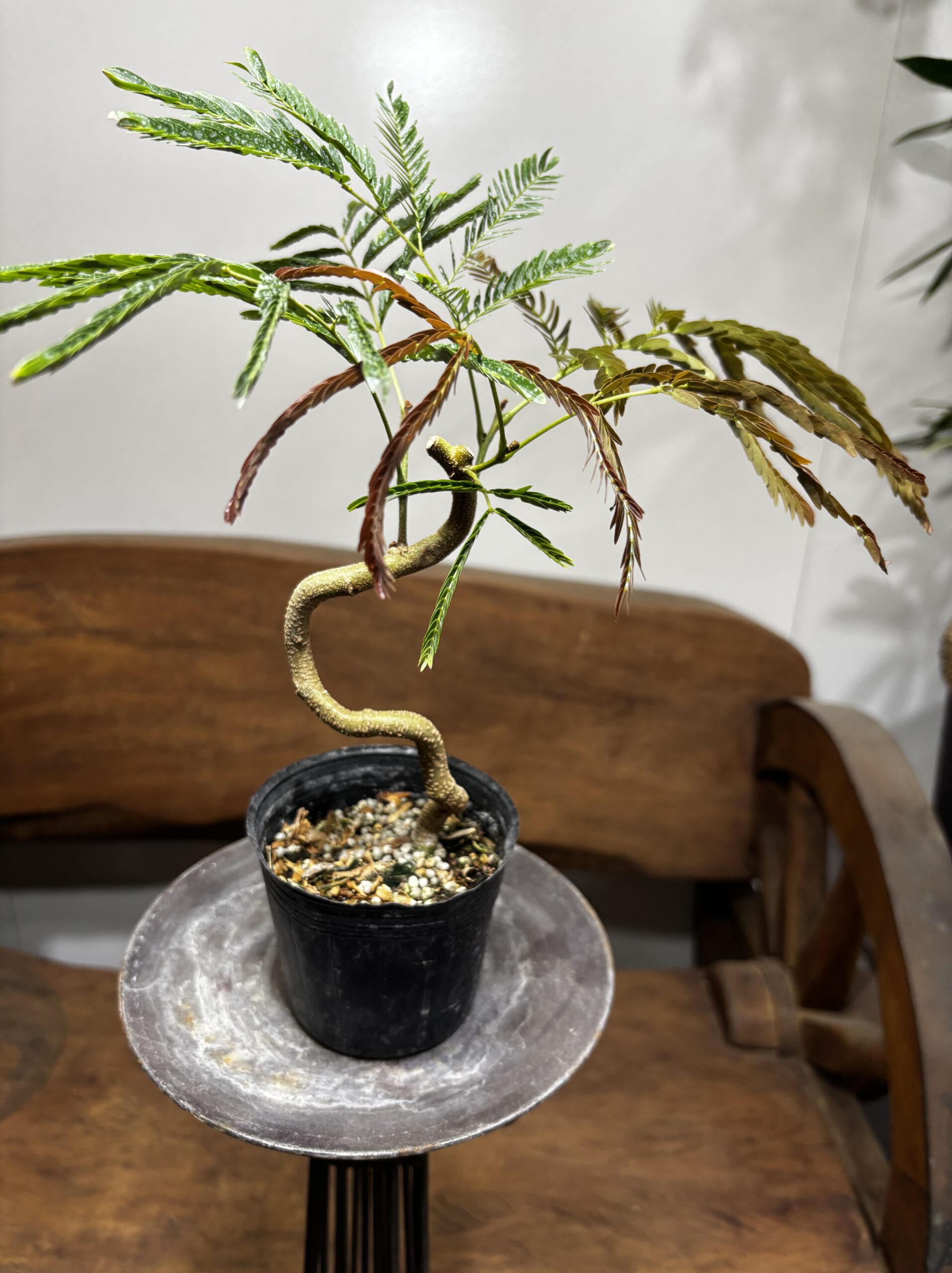 エバーフレッシュ 曲がり