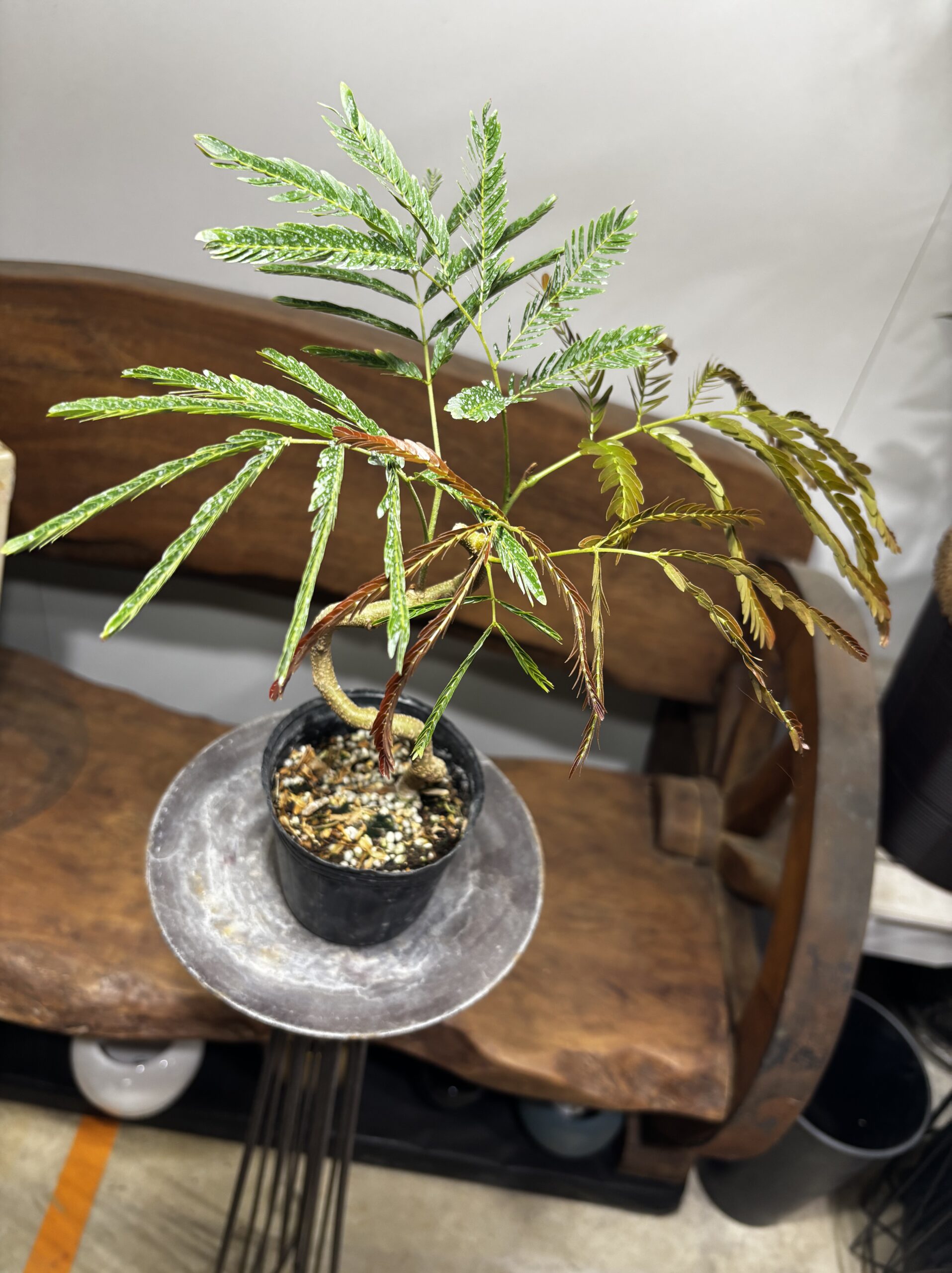 エバーフレッシュ　曲がり - 画像 (5)