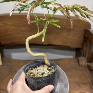 エバーフレッシュ 曲がり 3号/7号/10号 | Plants Shop Big Smile 通販