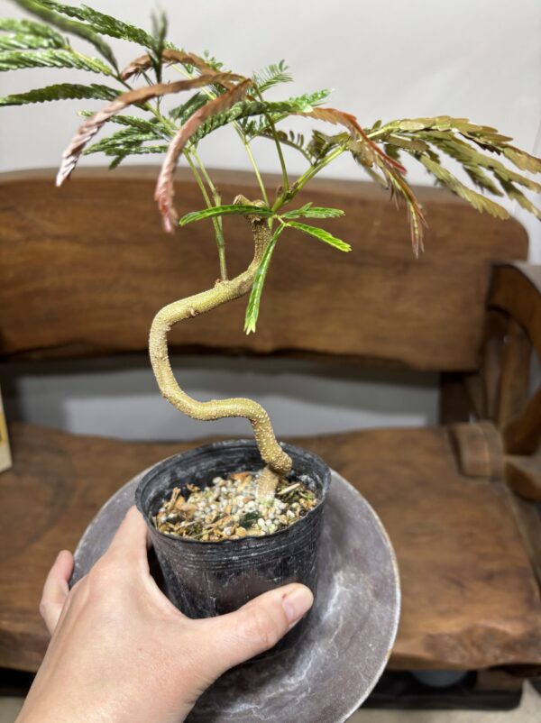 エバーフレッシュ 曲がり | Plants Shop Big Smile 通販