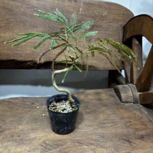 エバーフレッシュ 曲がり 3号/7号/10号 | Plants Shop Big Smile 通販