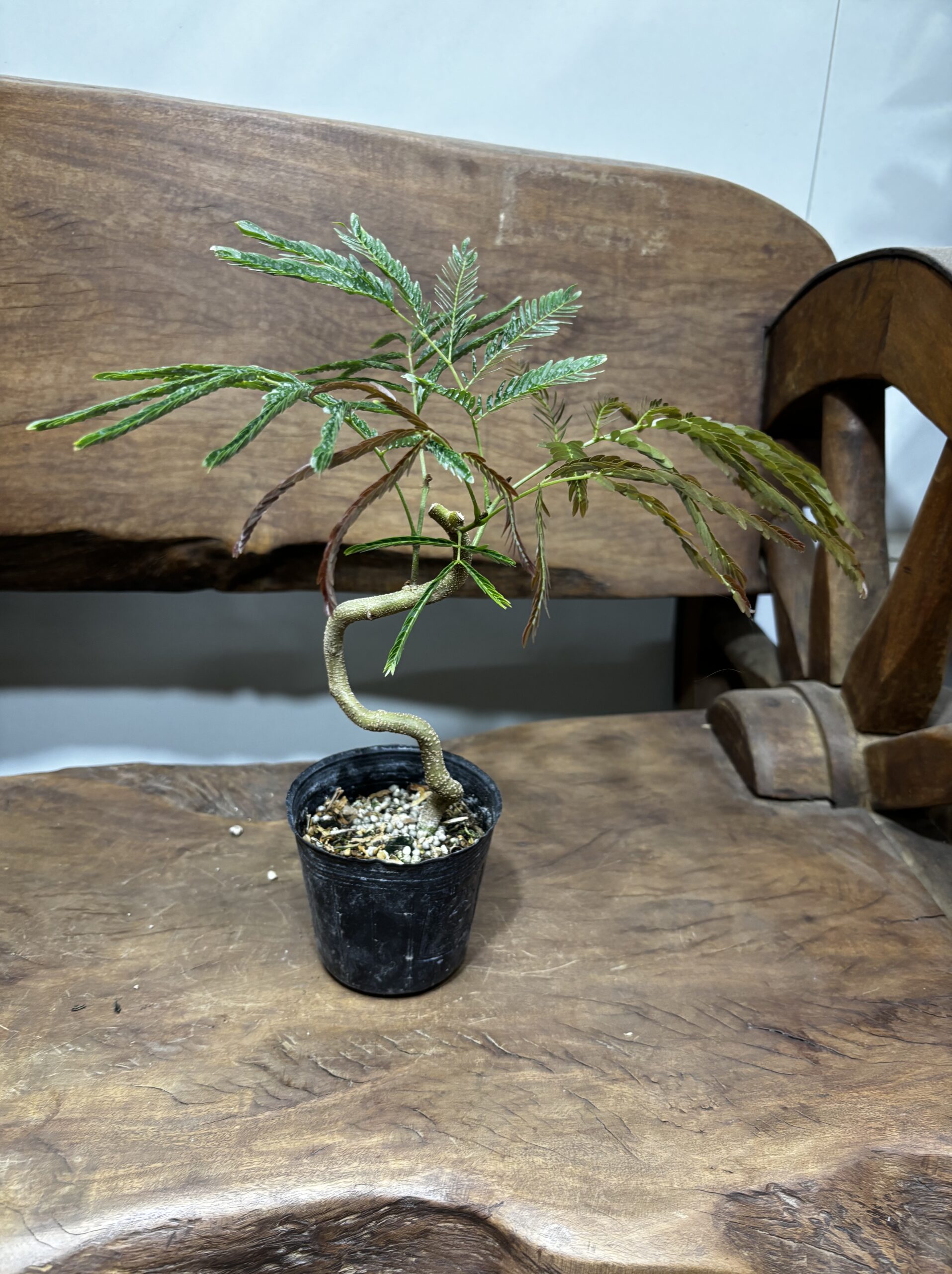 エバーフレッシュ　曲がり - 画像 (6)