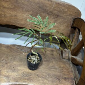 エバーフレッシュ 曲がり 3号/7号/10号 | Plants Shop Big Smile 通販