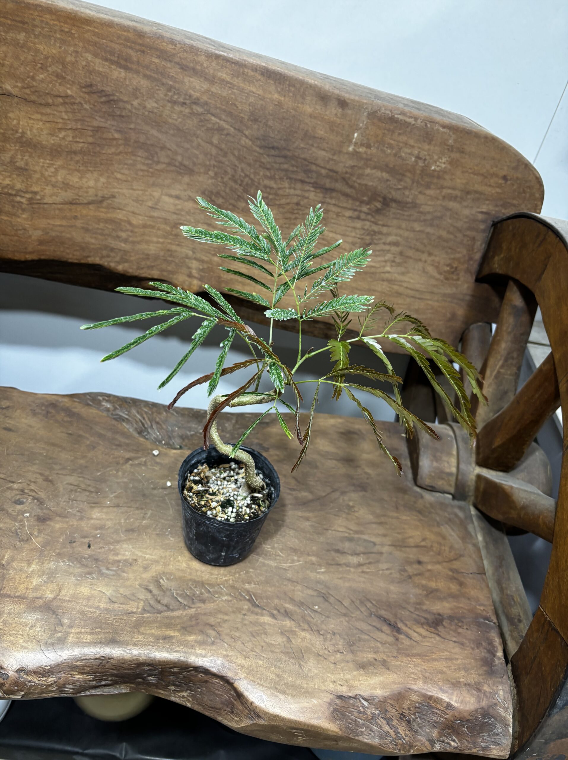 エバーフレッシュ　曲がり - 画像 (7)