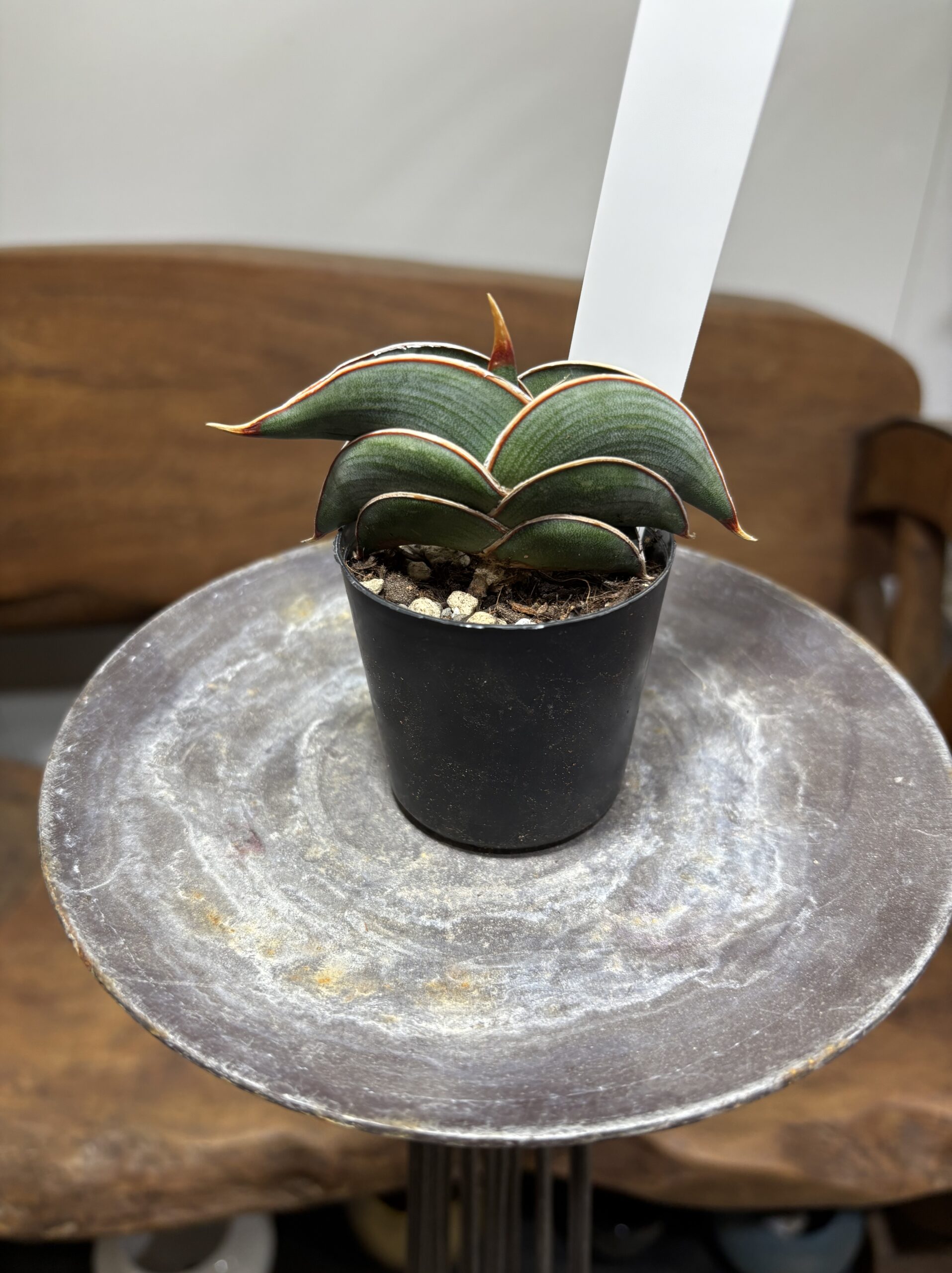 サンスベリア・ロリダ - 画像 (5)