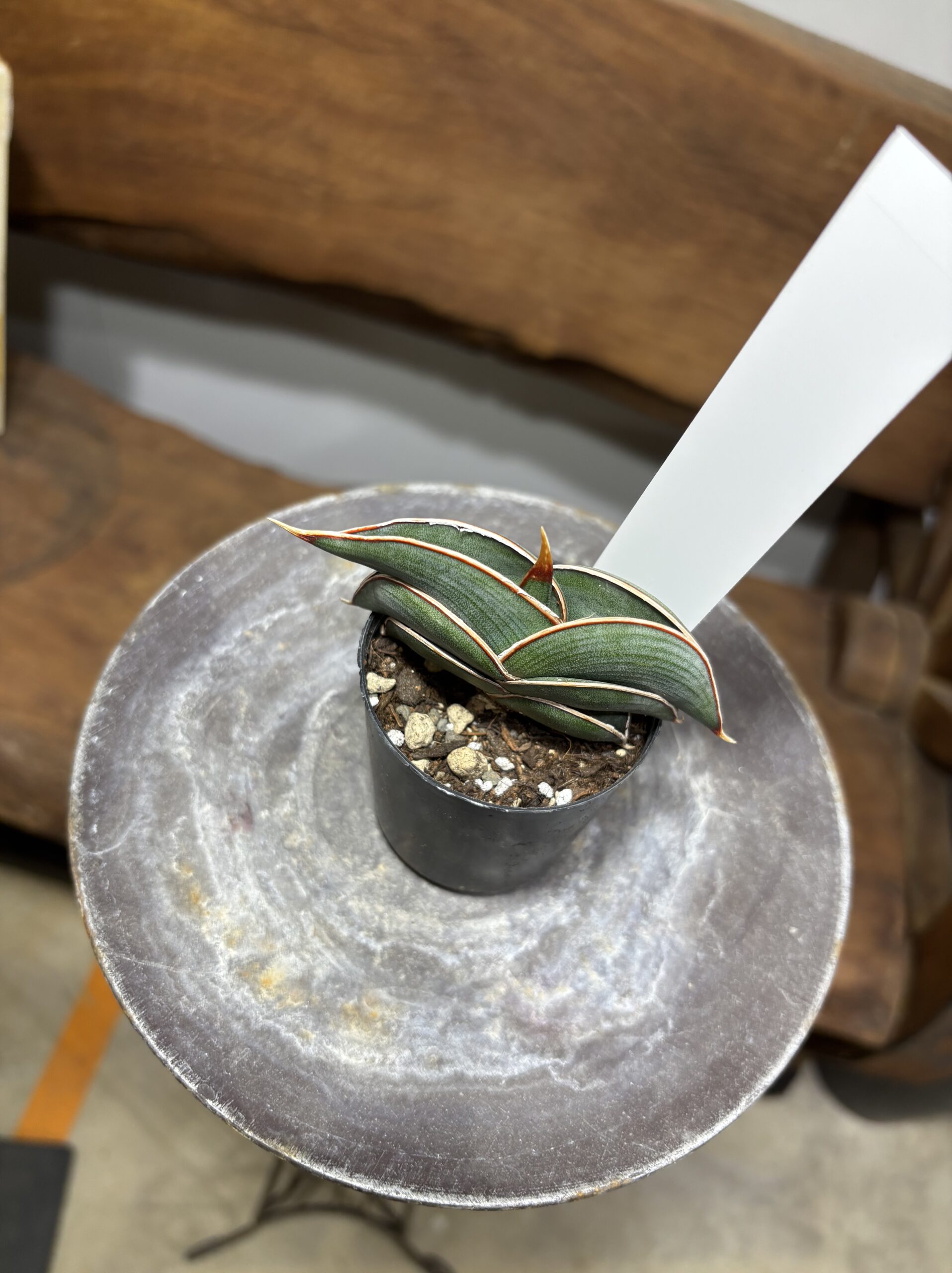 サンスベリア・ロリダ - 画像 (10)