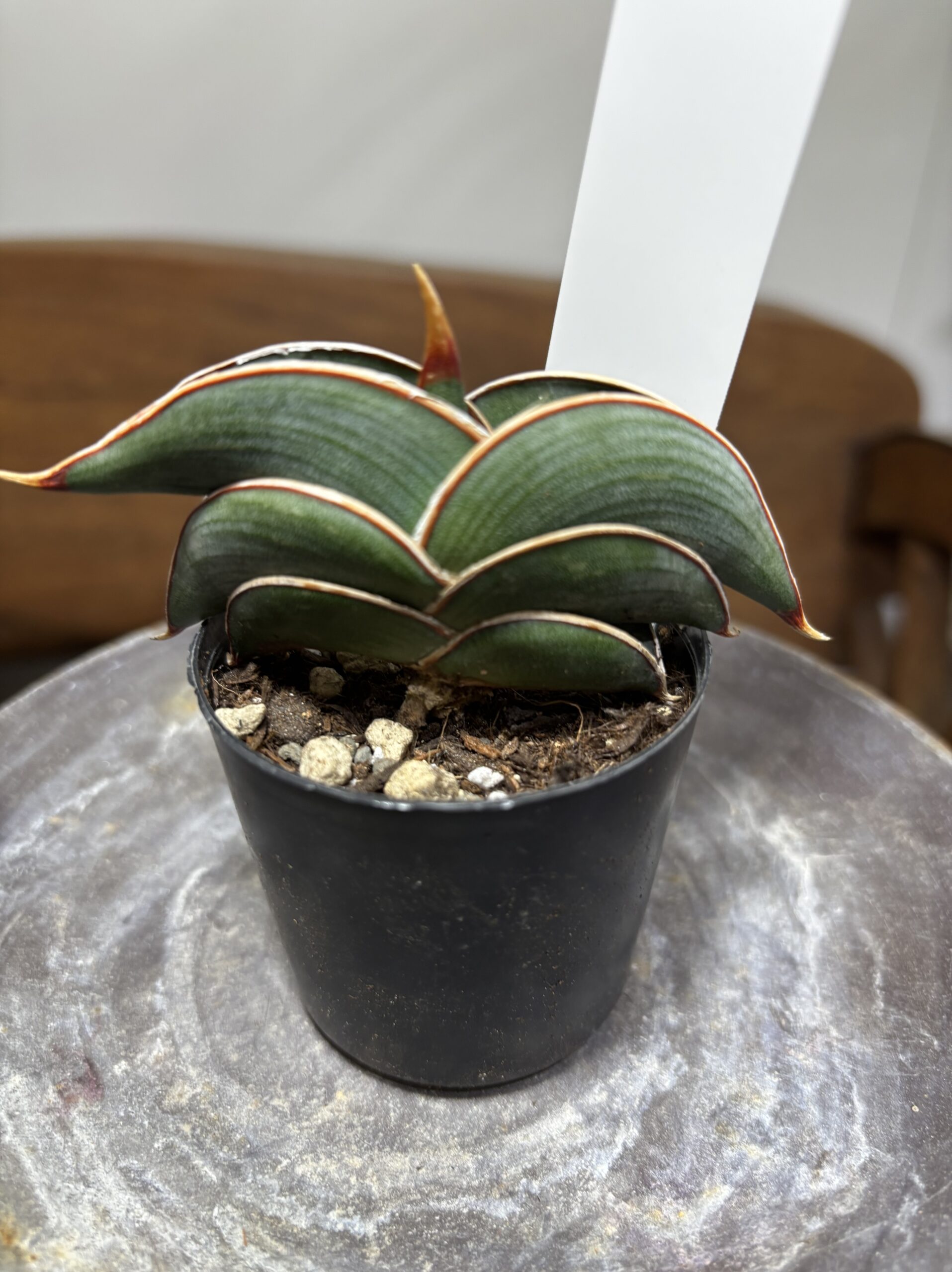 サンスベリア・ロリダ - 画像 (6)