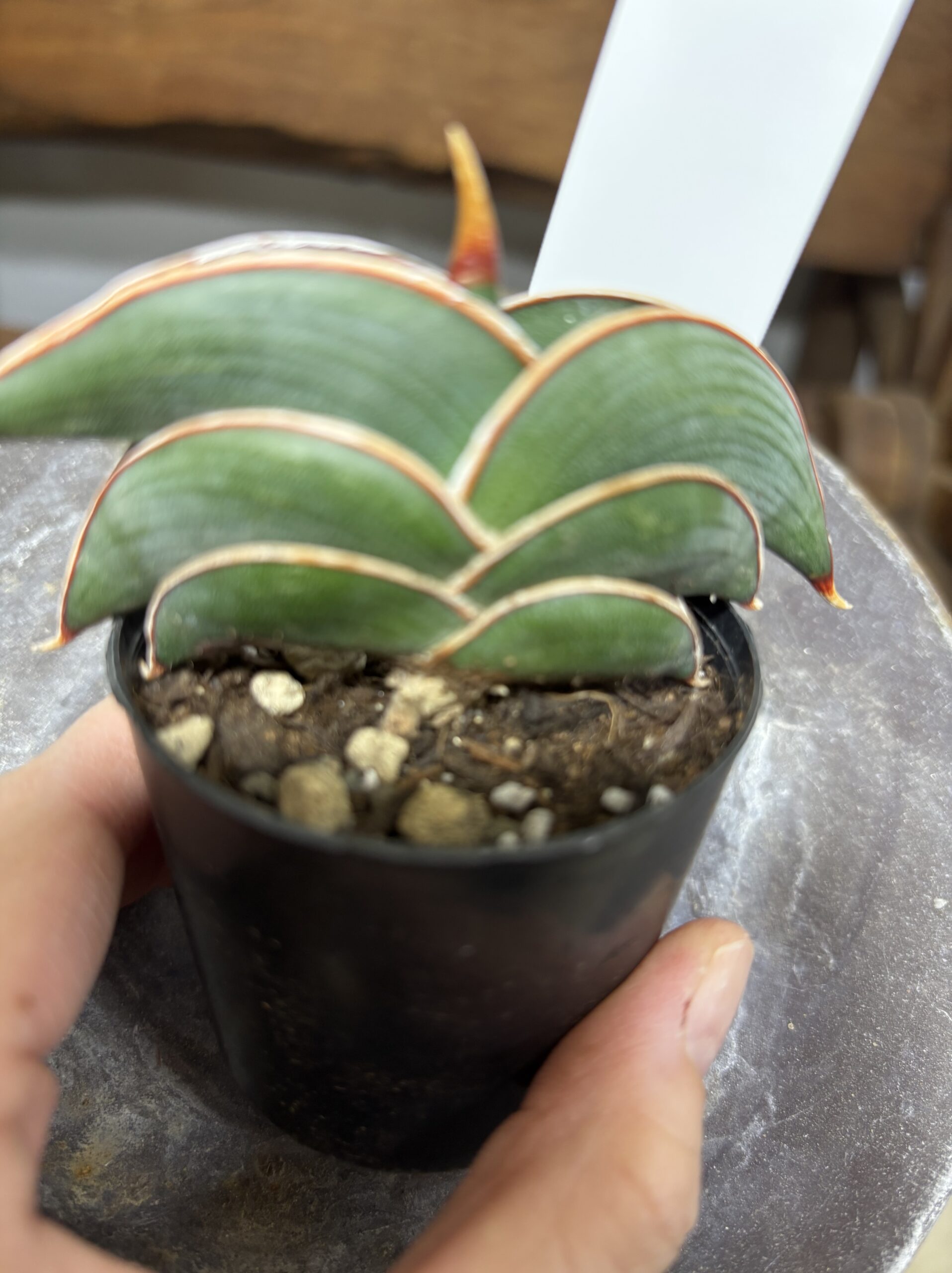 サンスベリア・ロリダ - 画像 (7)