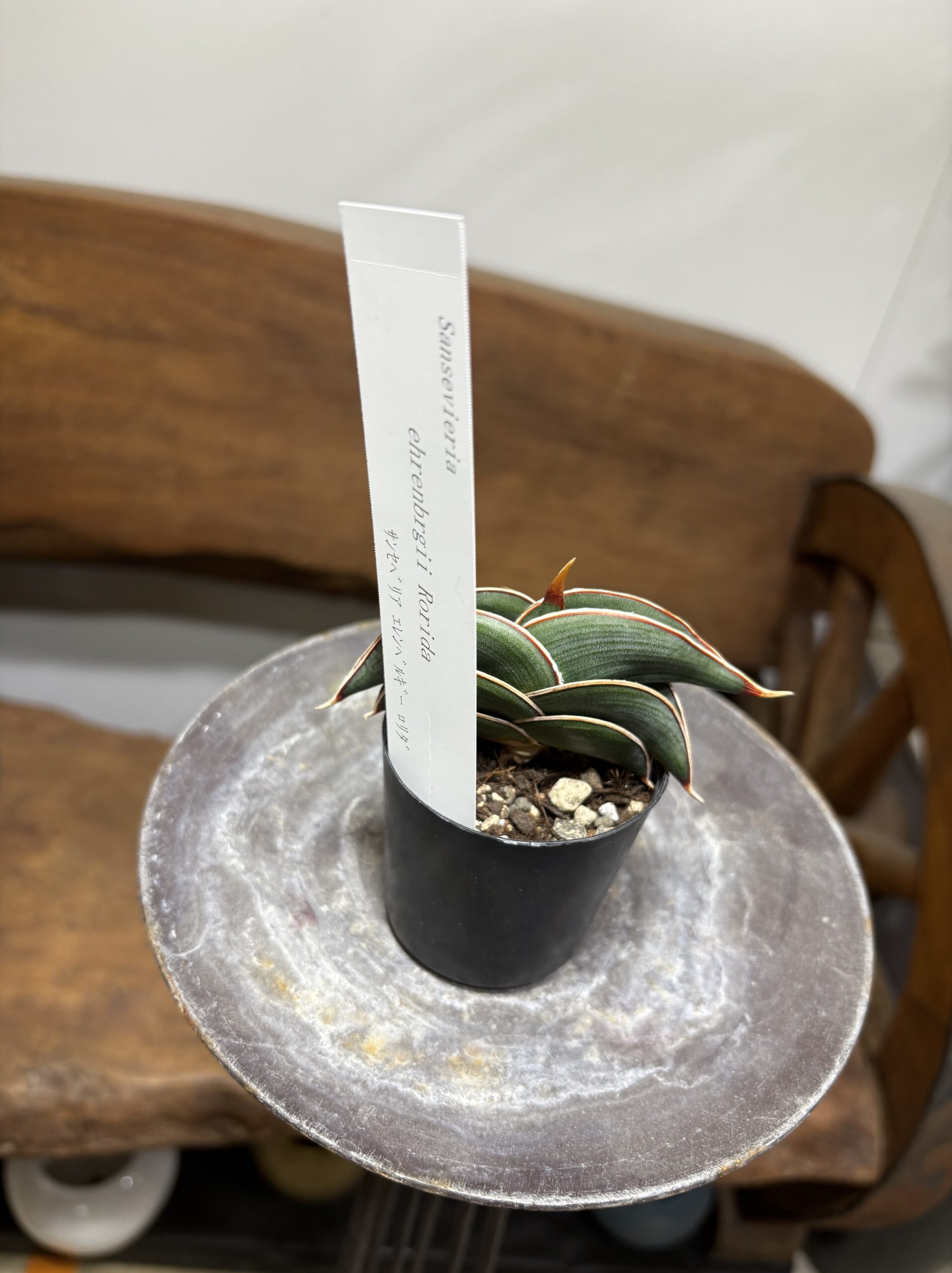 サンスベリア・ロリダ - 画像 (8)