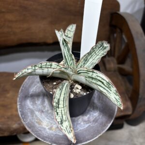 サンスベリア・キルキー・クレオパトラ | Plants Shop Big Smile 通販