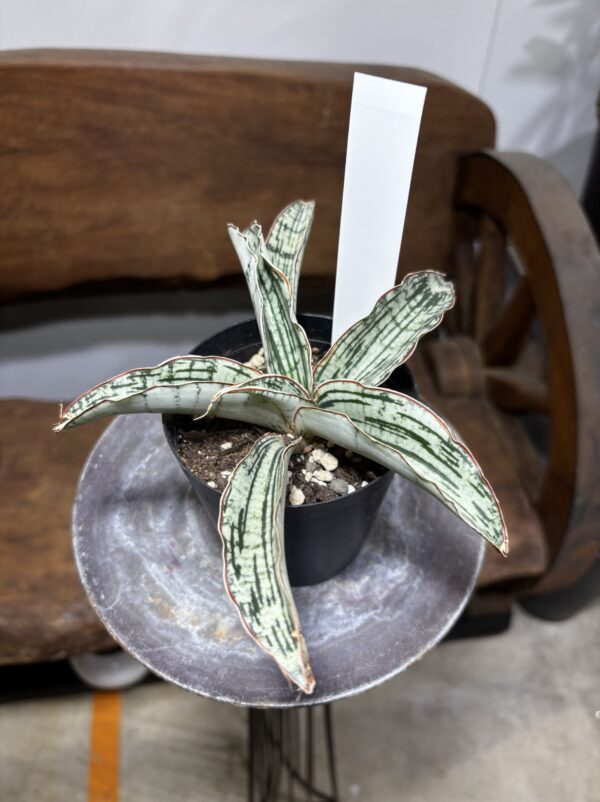 サンスベリア・キルキー・クレオパトラ | Plants Shop Big Smile 通販