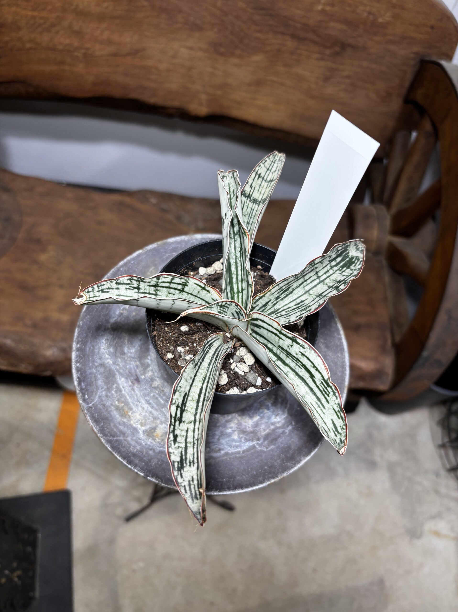 サンスベリア・キルキー・クレオパトラ - 画像 (3)