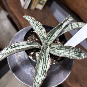 サンスベリア・キルキー・クレオパトラ | Plants Shop Big Smile 通販