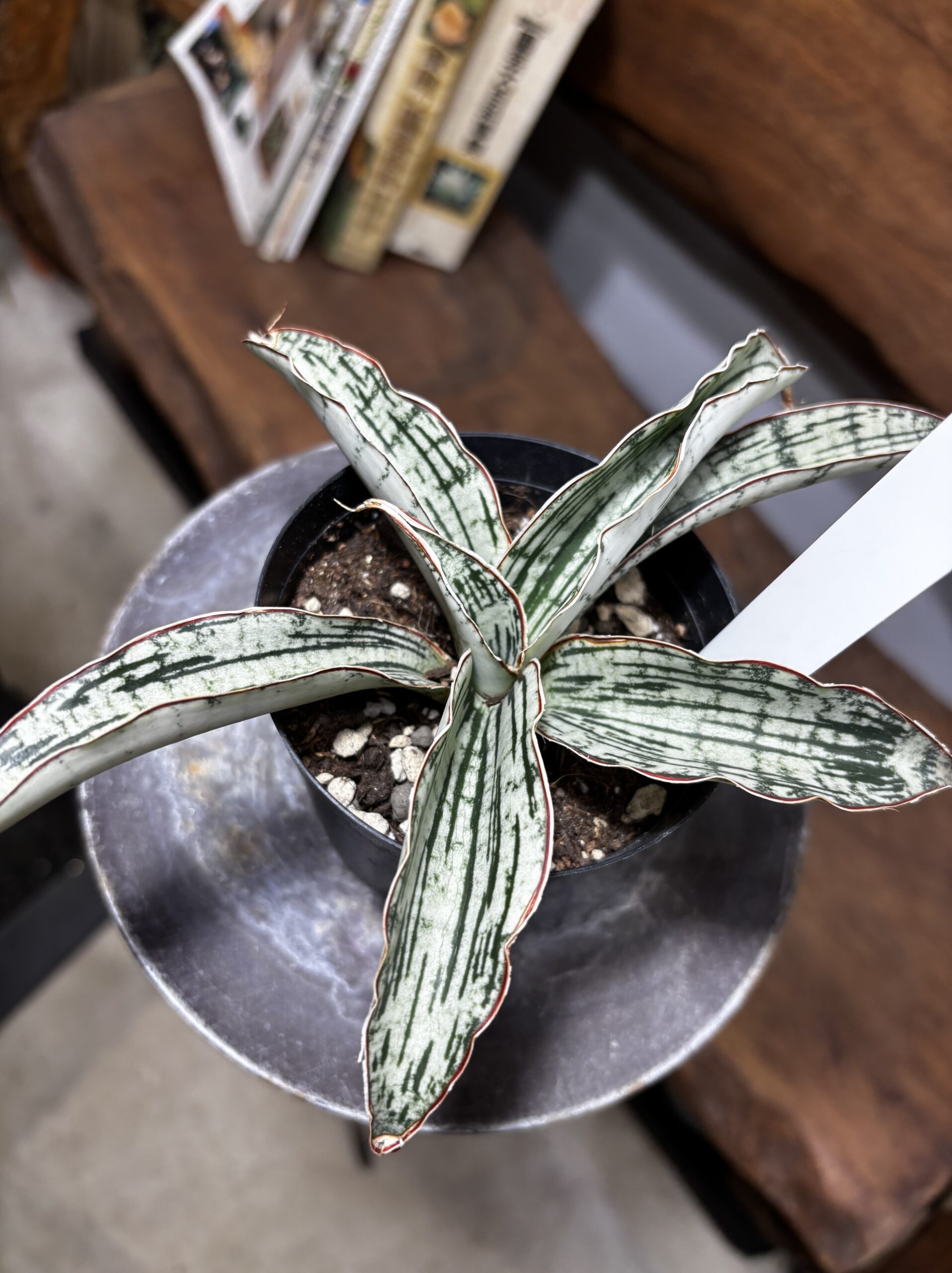 サンスベリア・キルキー・クレオパトラ - 画像 (4)