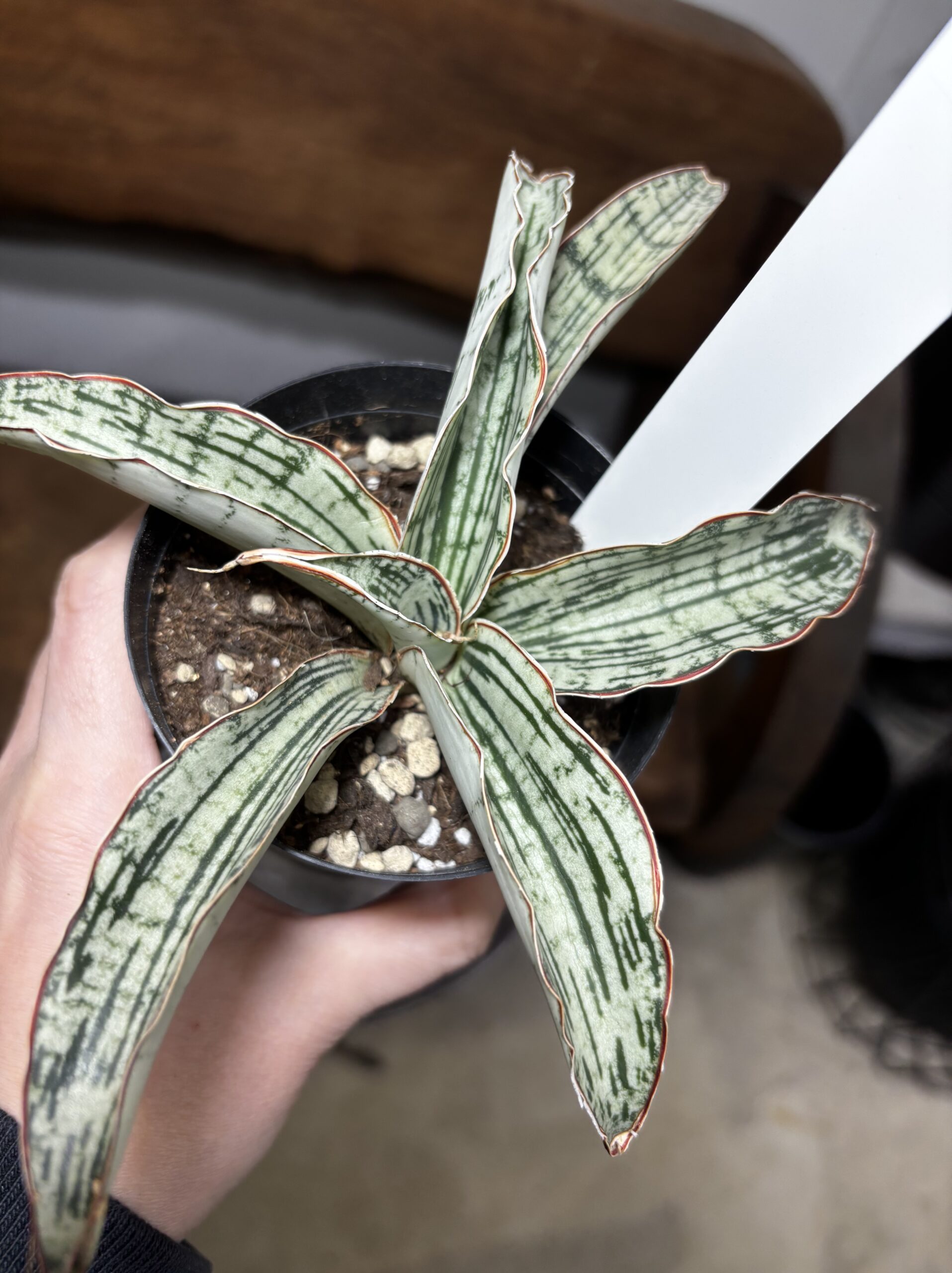 サンスベリア・キルキー・クレオパトラ - 画像 (5)