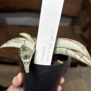 サンスベリア・キルキー・クレオパトラ | Plants Shop Big Smile 通販
