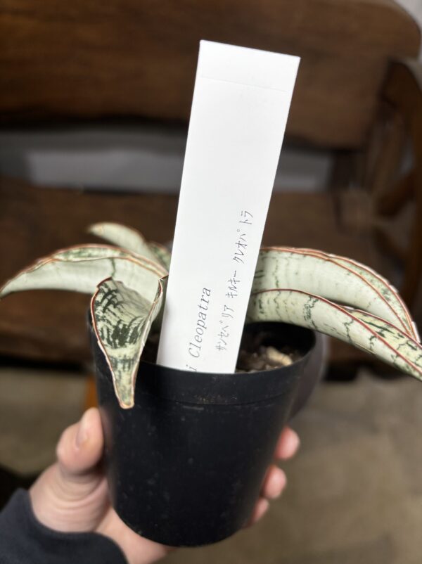 サンスベリア・キルキー・クレオパトラ | Plants Shop Big Smile 通販