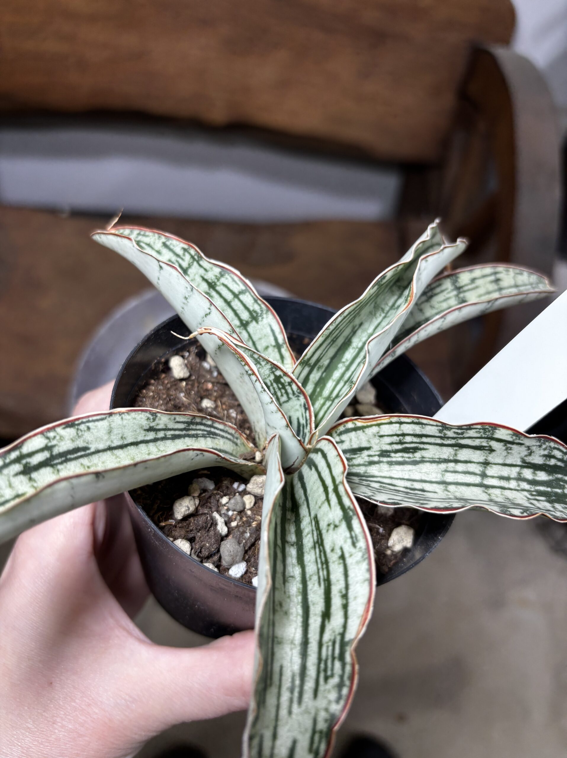 サンスベリア・キルキー・クレオパトラ