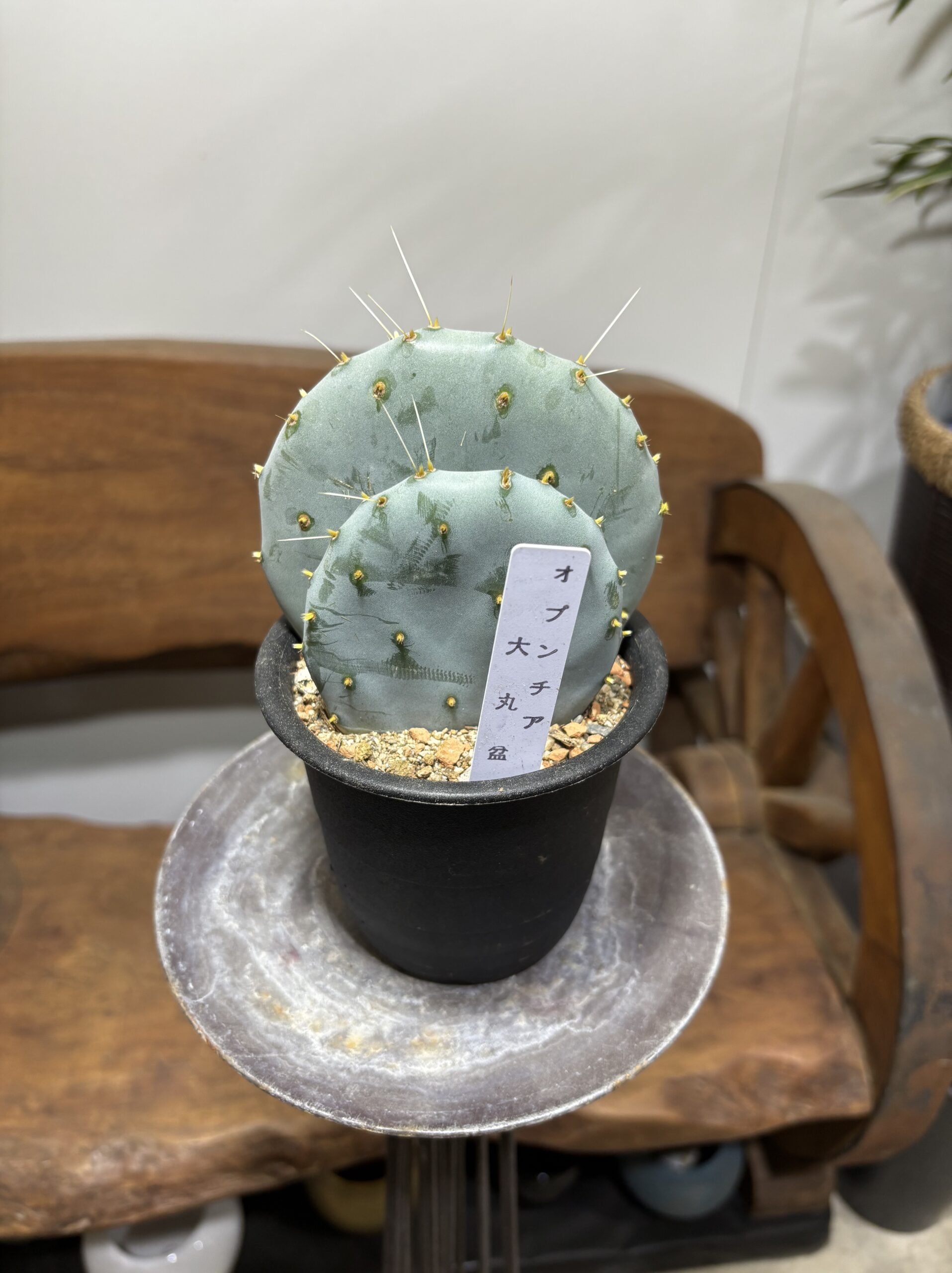 ウチワサボテン 大盆丸