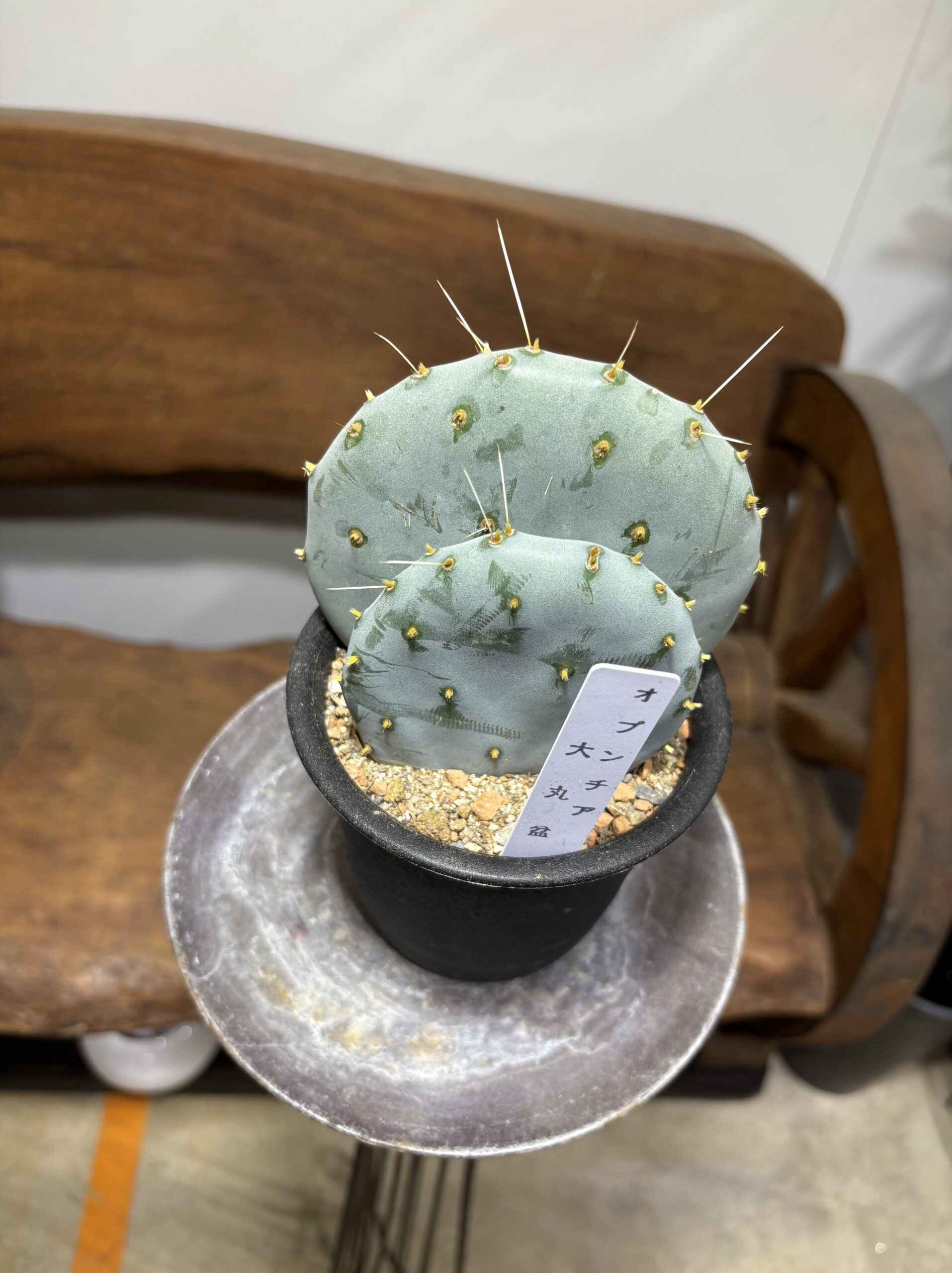 ウチワサボテン　大盆丸 - 画像 (2)