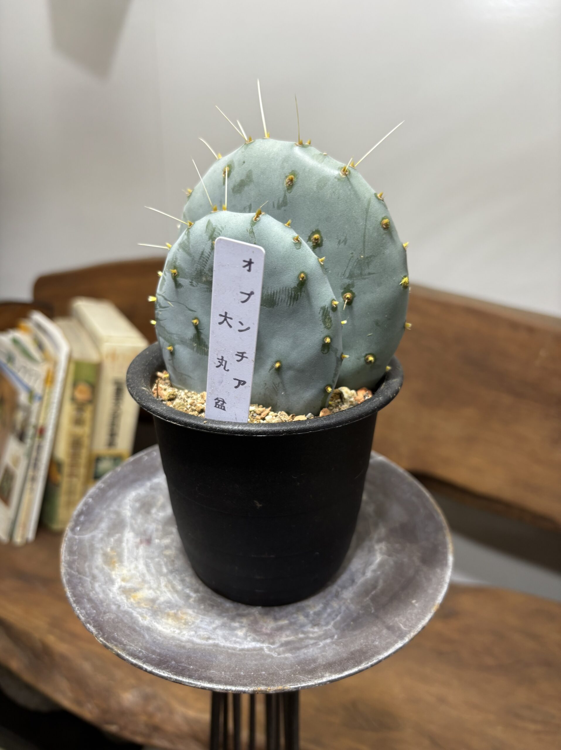 ウチワサボテン　大盆丸 - 画像 (3)