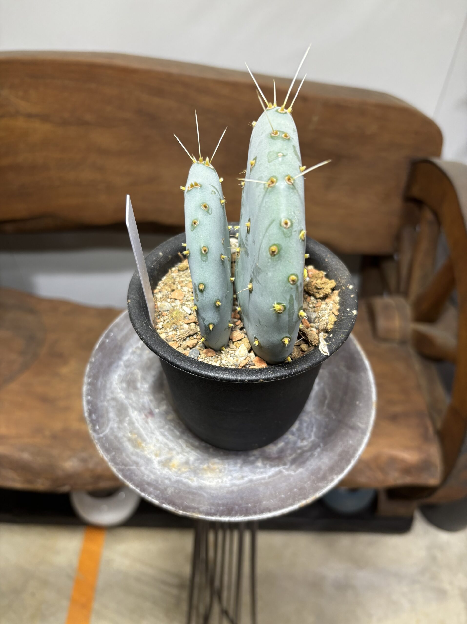 ウチワサボテン　大盆丸 - 画像 (4)