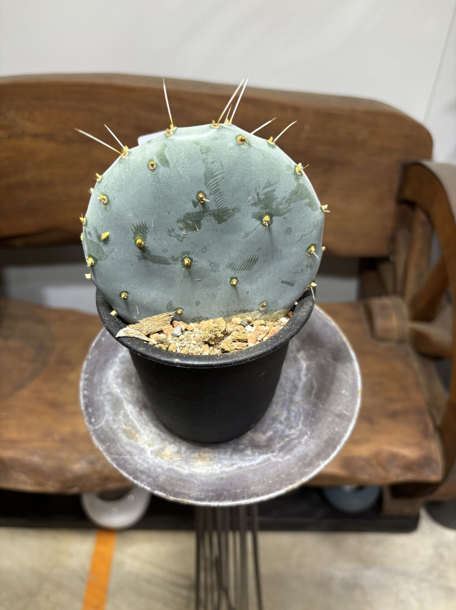 ウチワサボテン　大盆丸 - 画像 (5)