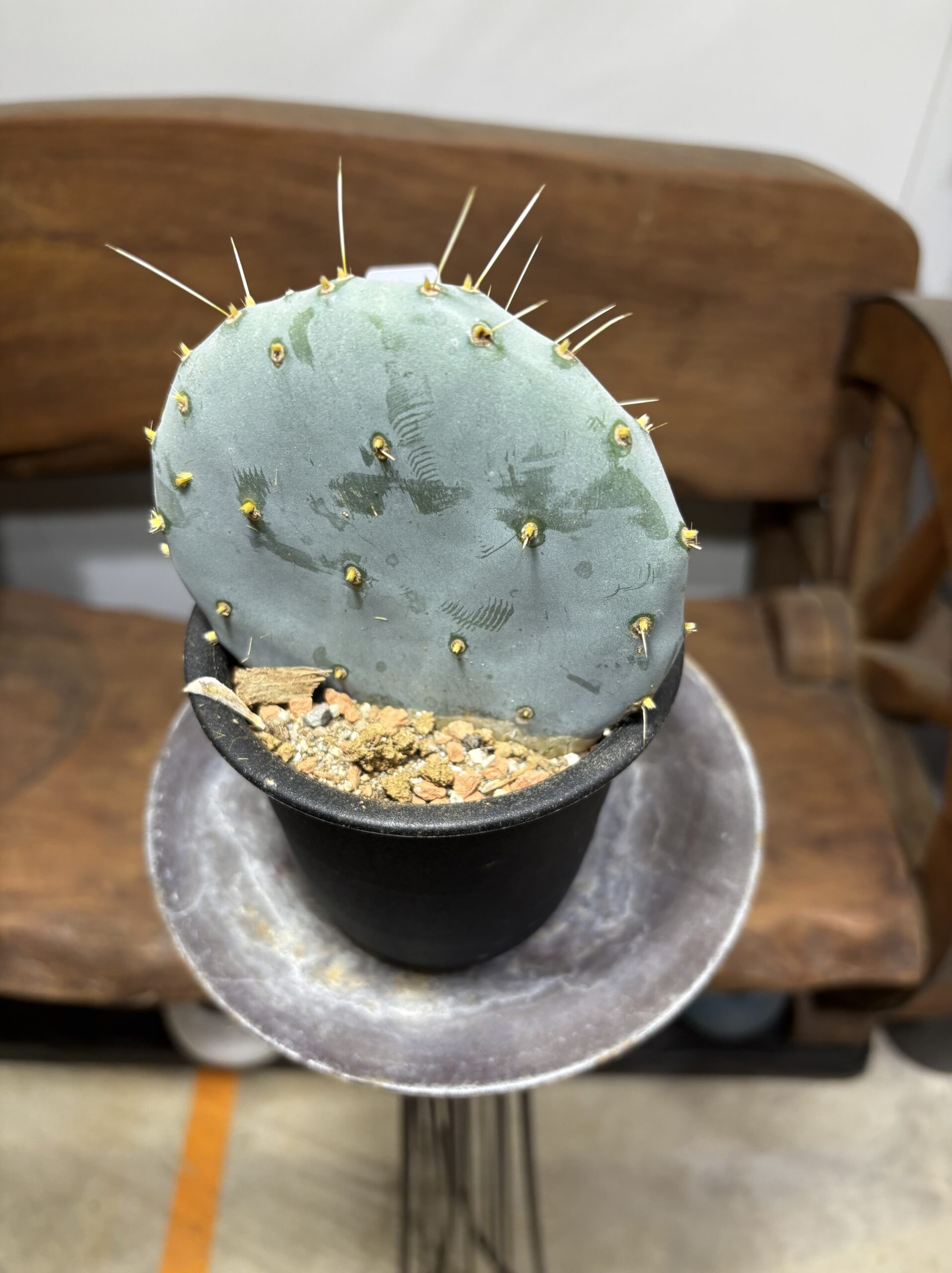 ウチワサボテン　大盆丸 - 画像 (6)