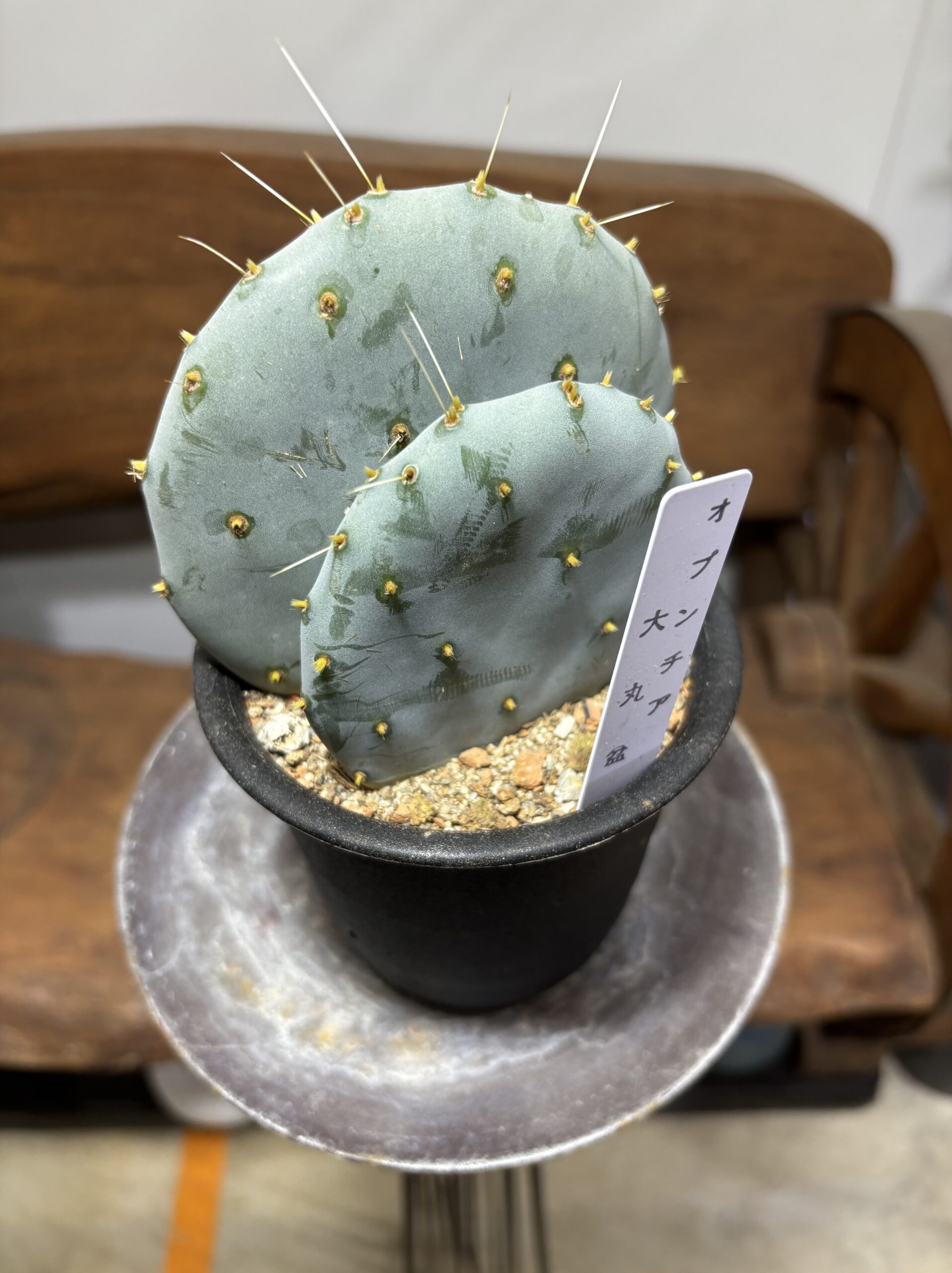 ウチワサボテン　大盆丸 - 画像 (7)