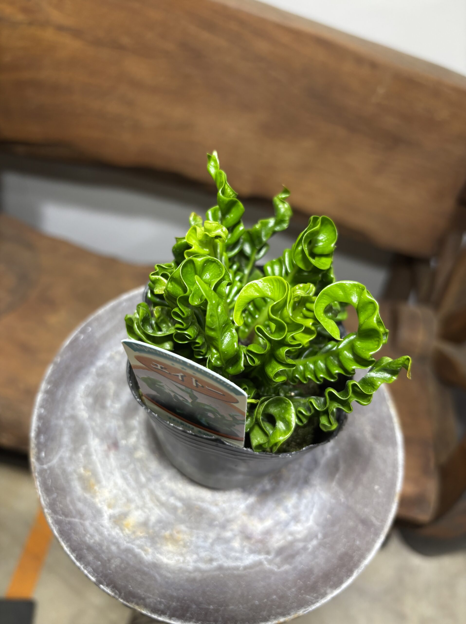 アスプレニウム・エイトー