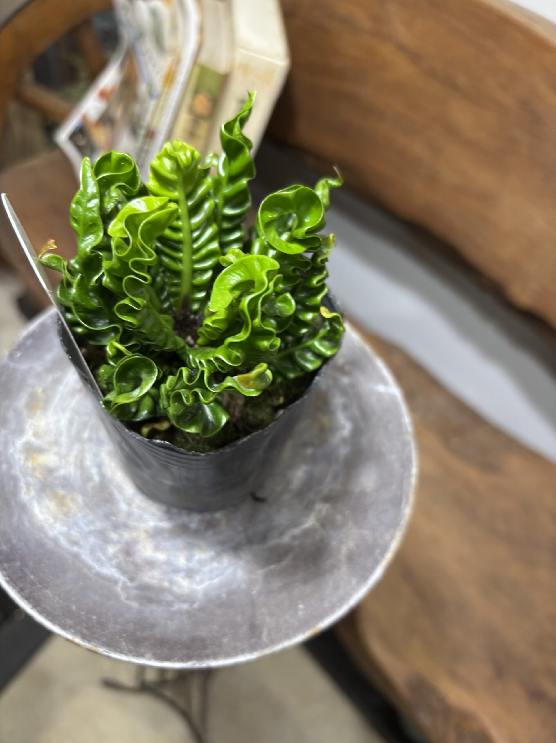 アスプレニウム・エイトー - 画像 (3)