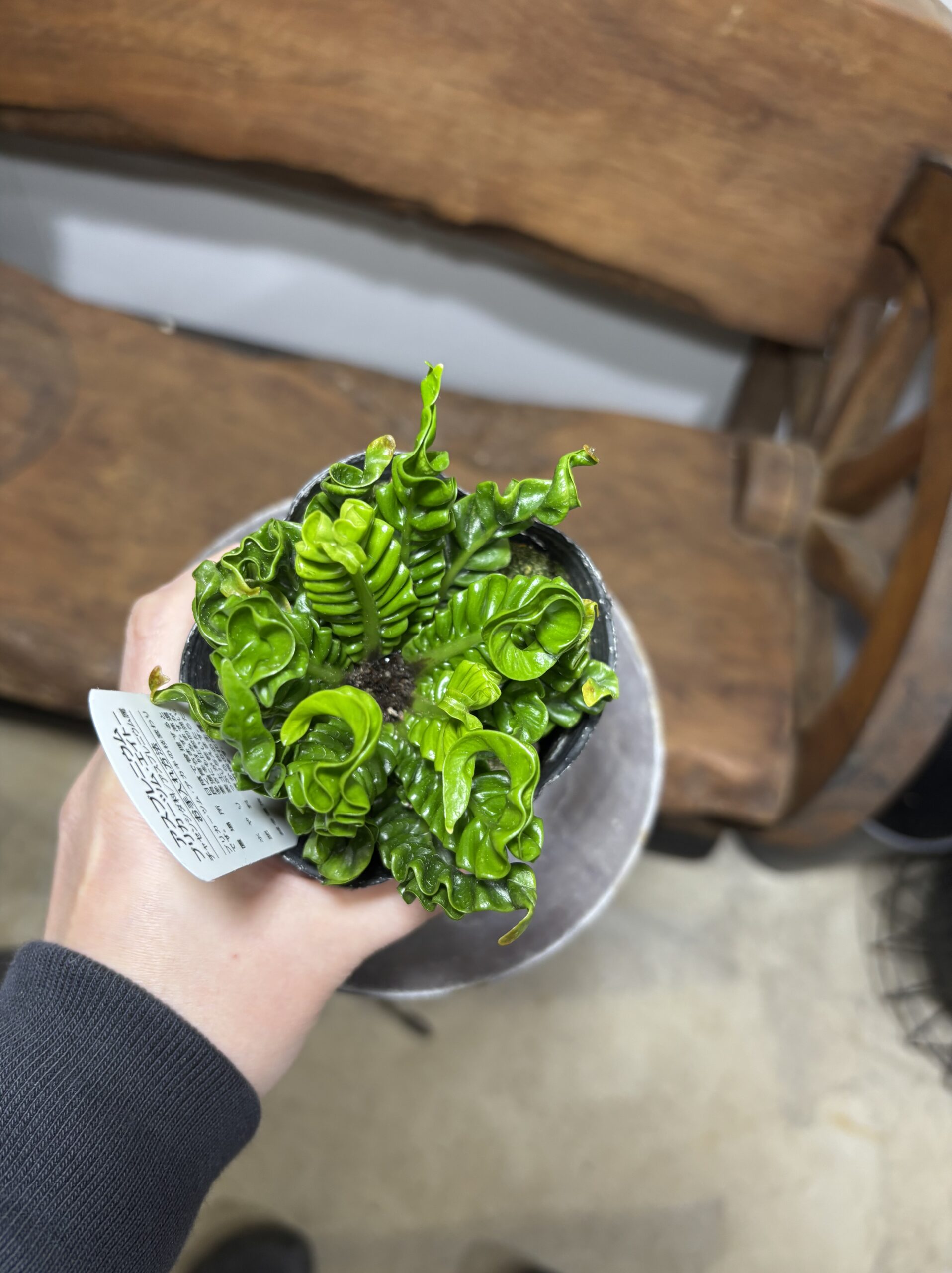 アスプレニウム・エイトー - 画像 (4)