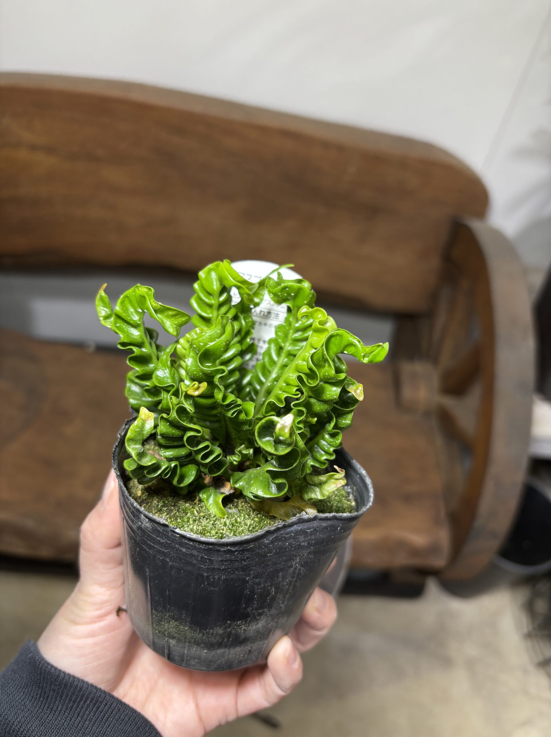 アスプレニウム・エイトー - 画像 (6)