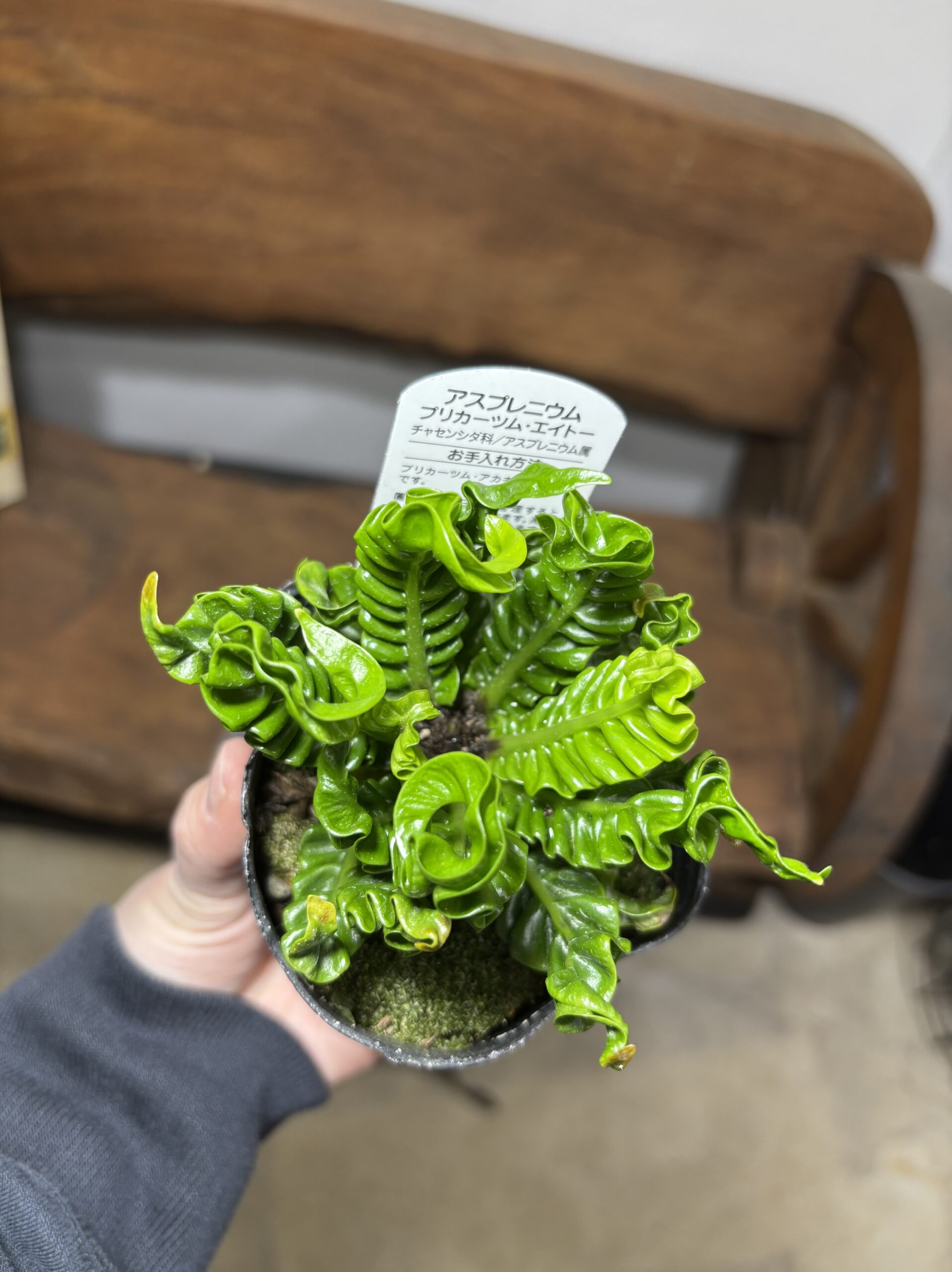 アスプレニウム・エイトー - 画像 (7)