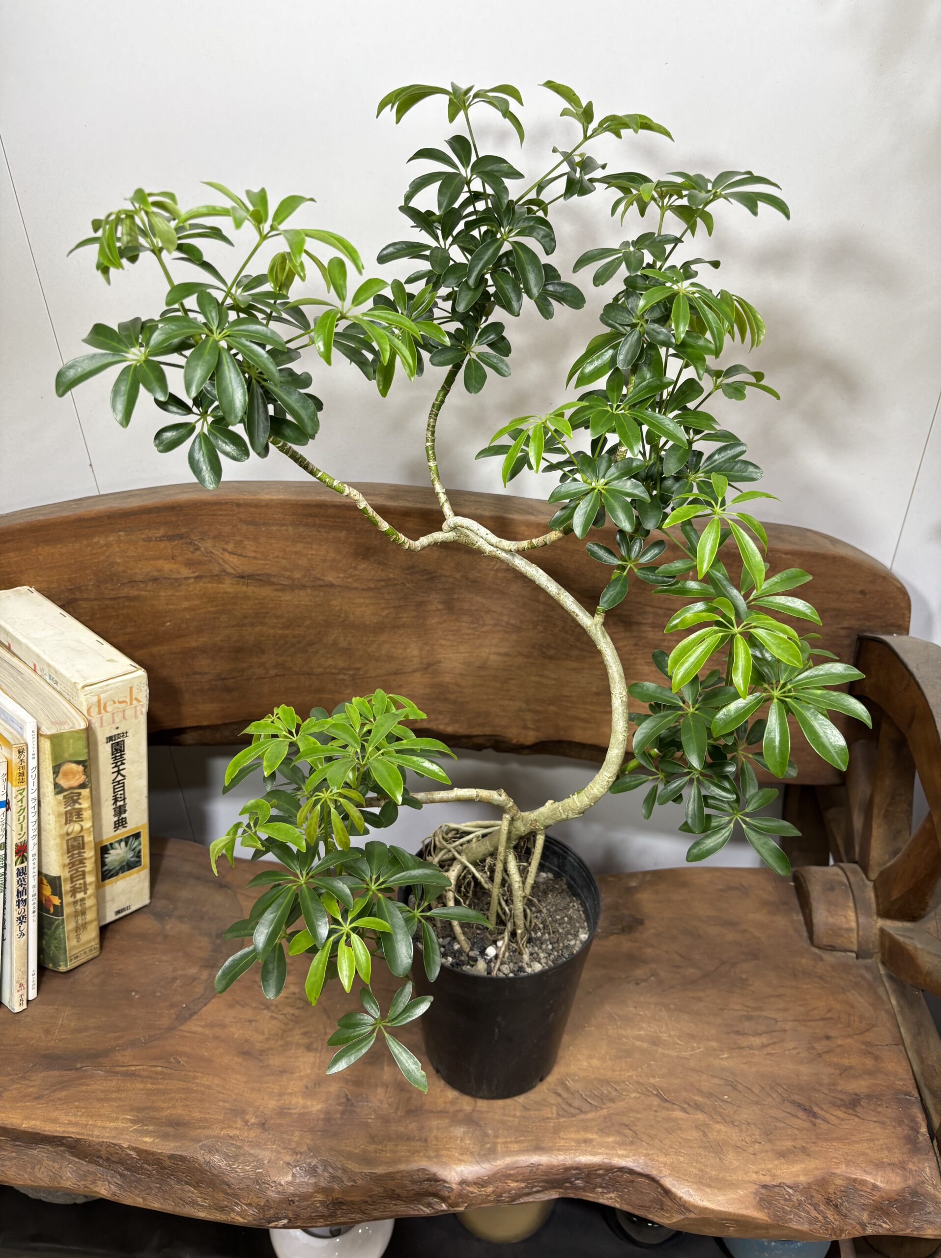 シェフレラ 曲がり