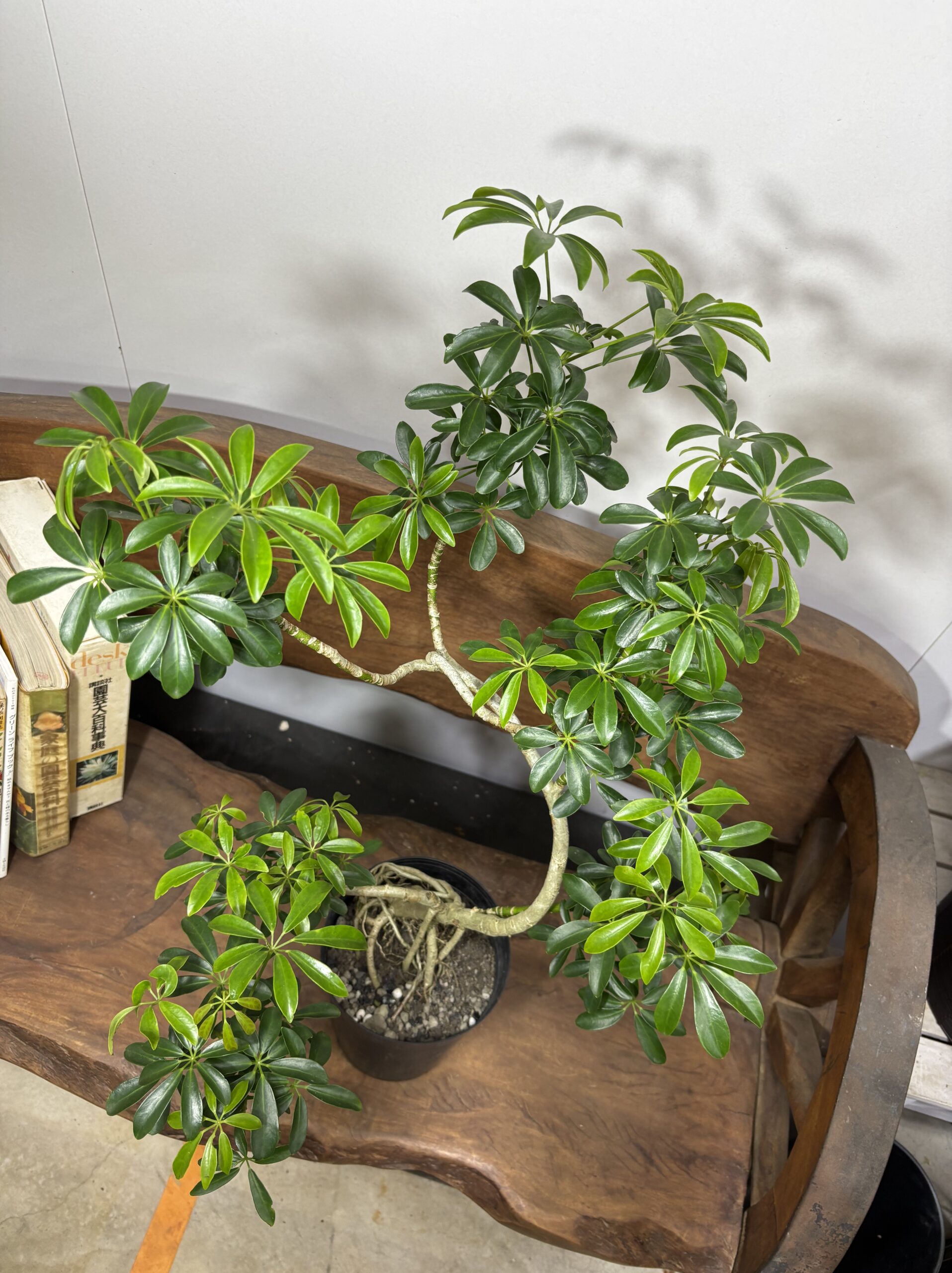 シェフレラ　曲がり - 画像 (3)