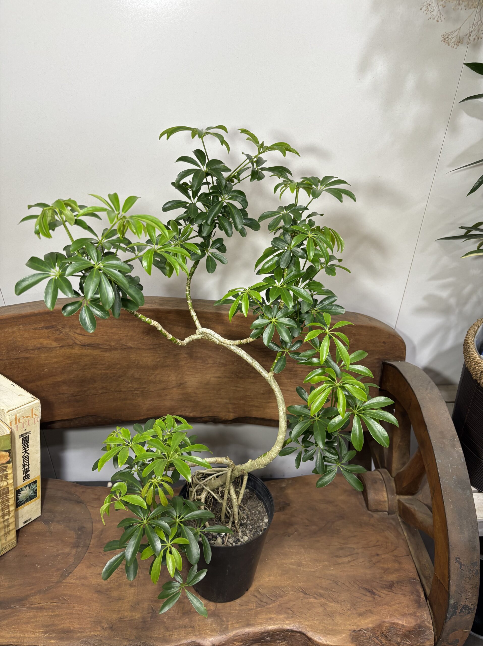 シェフレラ　曲がり - 画像 (4)