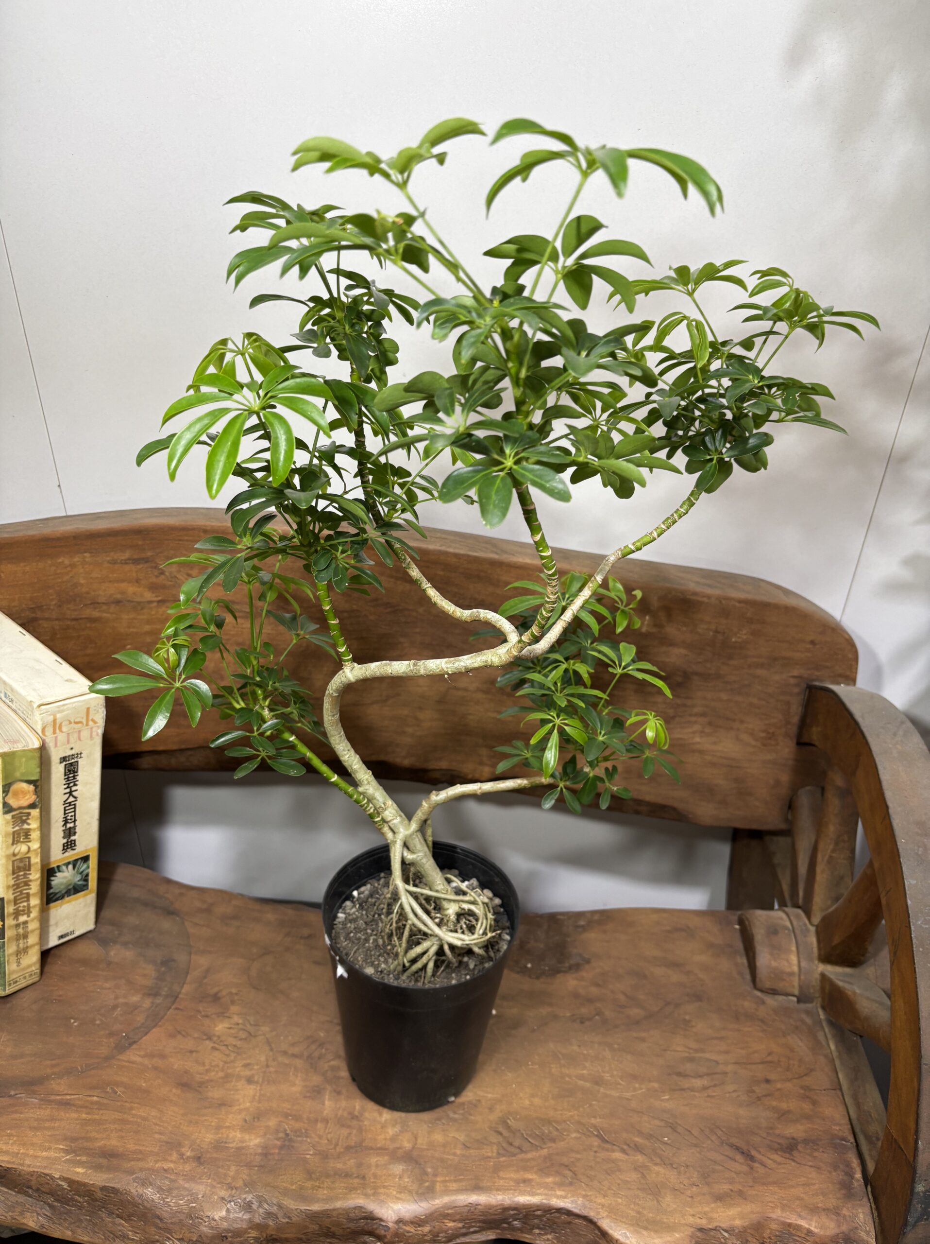 シェフレラ　曲がり - 画像 (5)