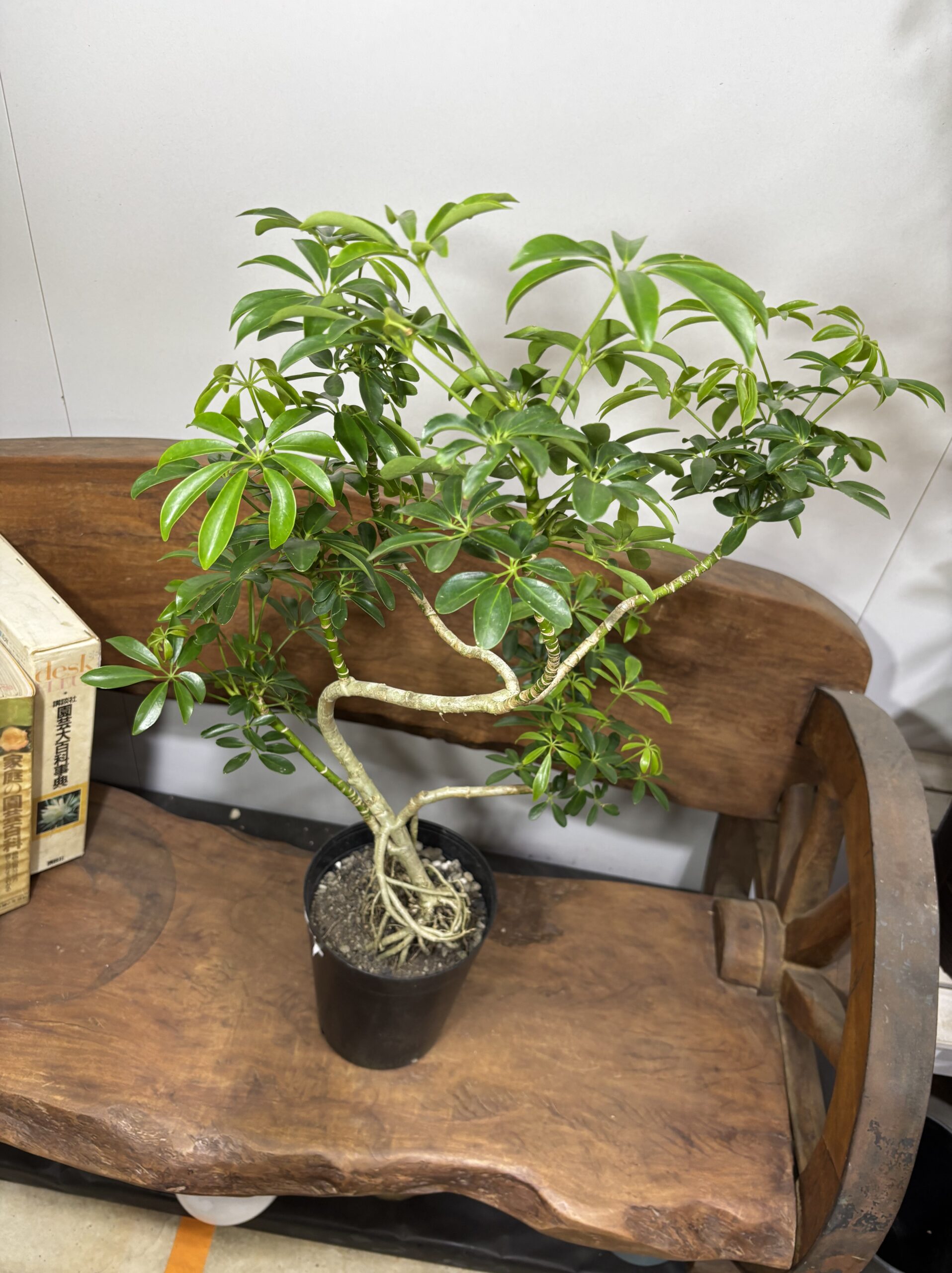 シェフレラ　曲がり - 画像 (6)