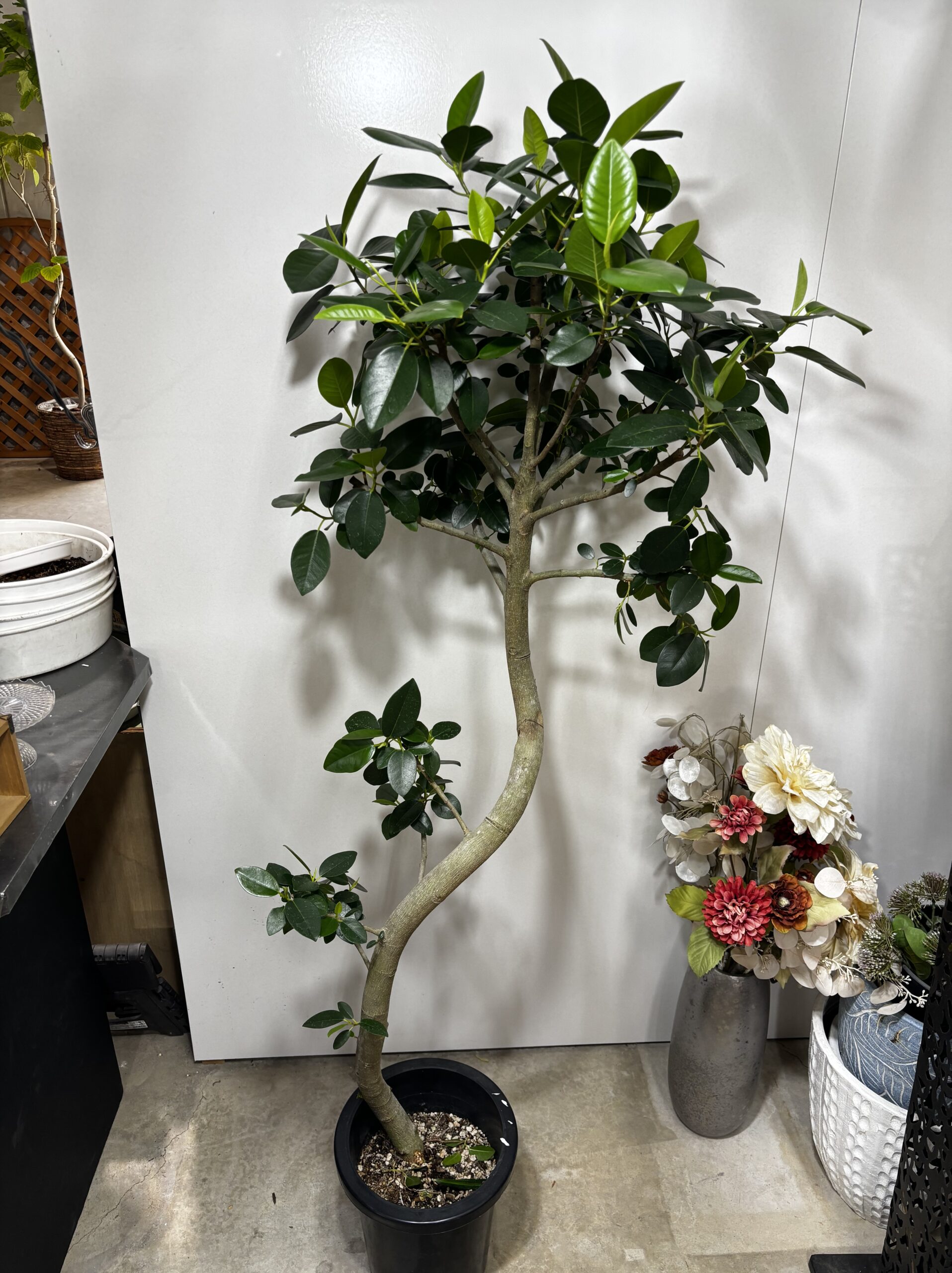 フランスゴム 曲がり