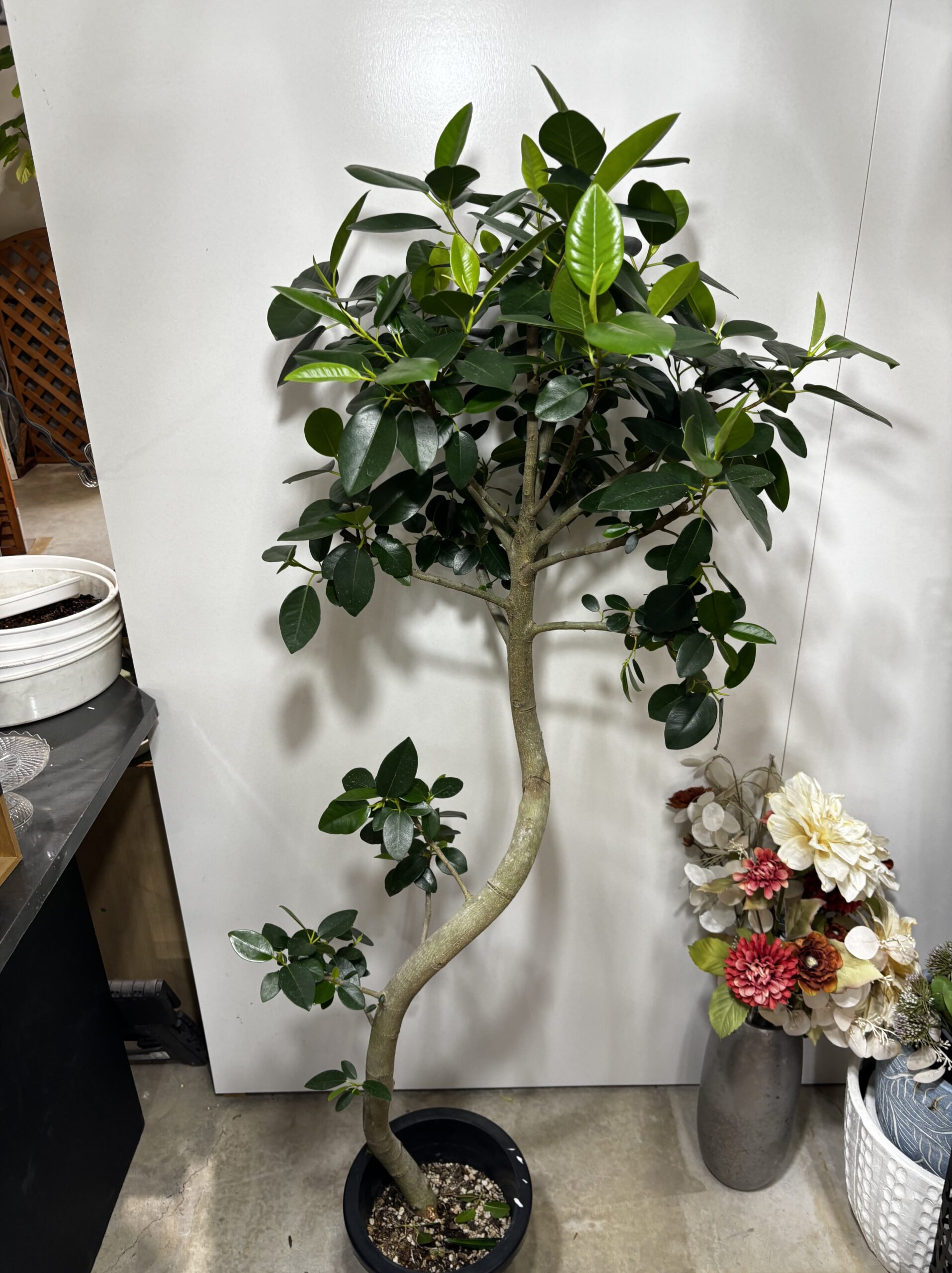 フランスゴム　曲がり - 画像 (3)